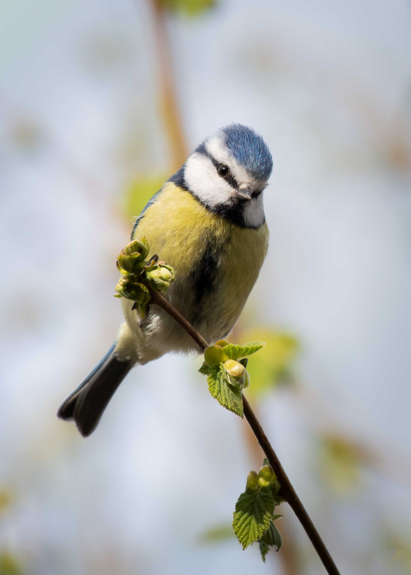 DSC_7819 Bluetit (7x5 Portrait).jpg