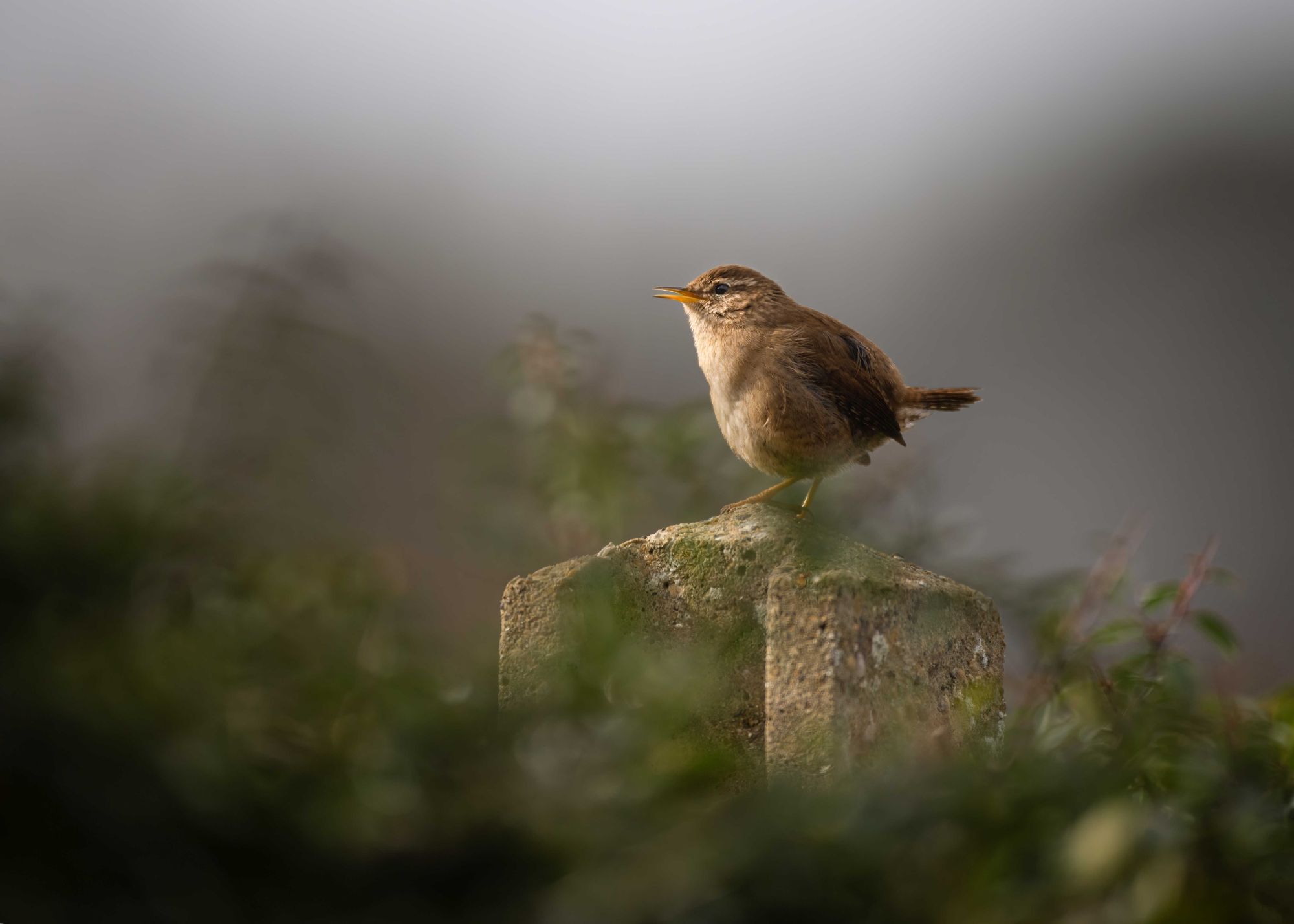 DSC_0172 Wren (7x5).jpg