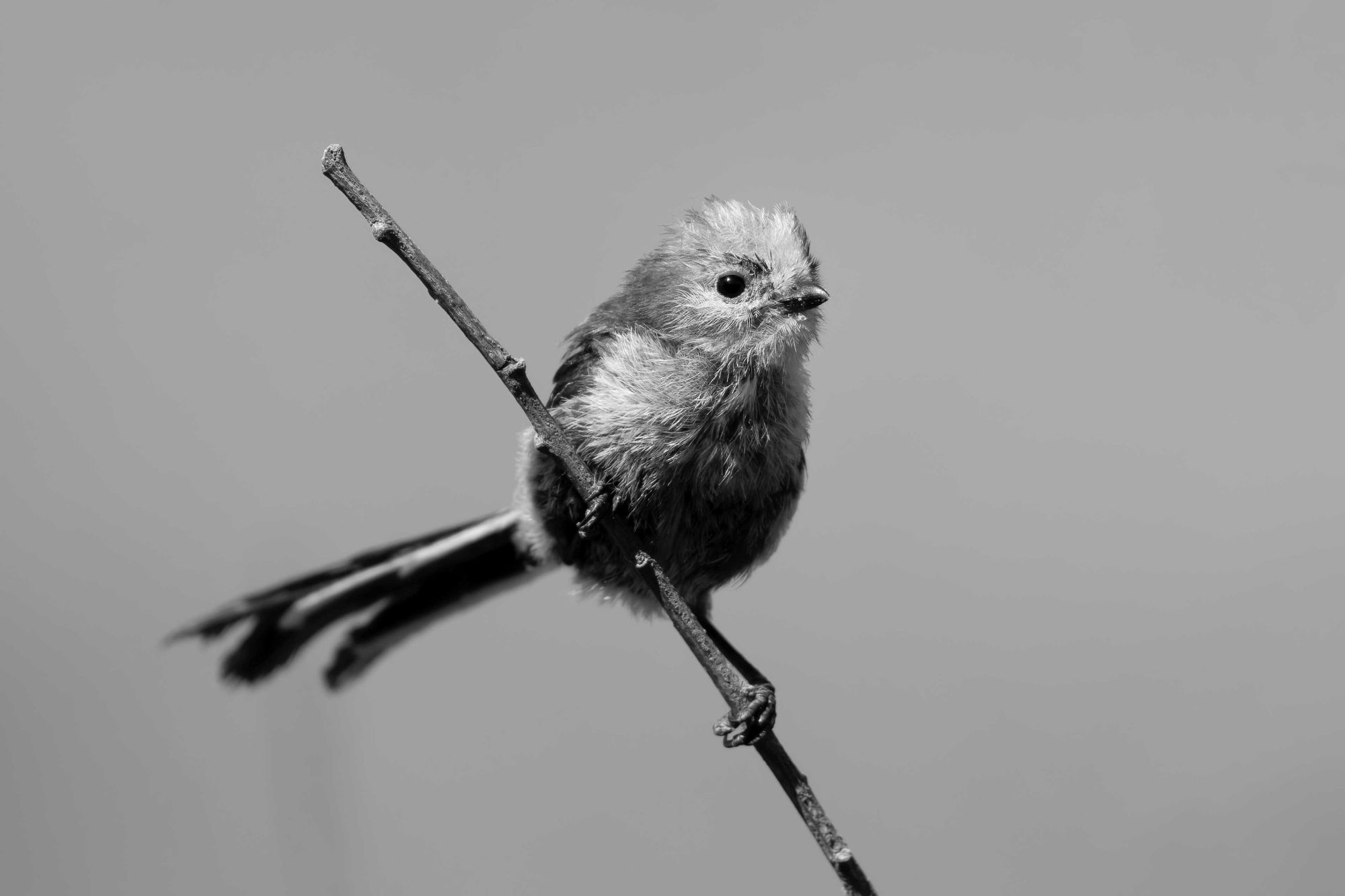 DSC_1737 Juvenile Long Tailed Tit (6x4 B&W).jpg