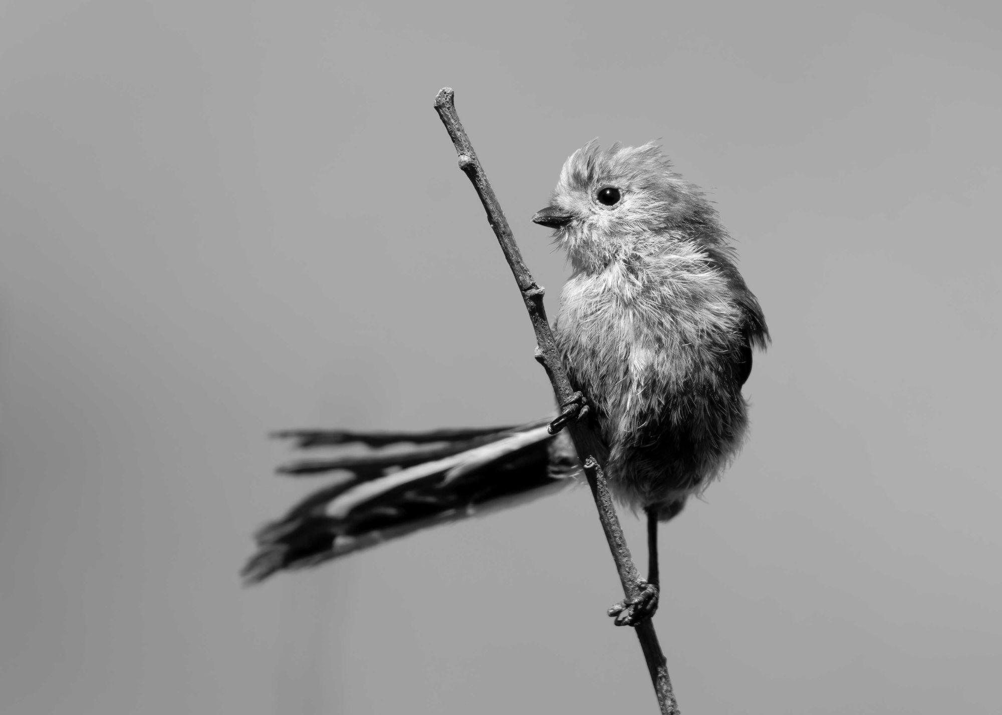 DSC_1745 Long Tailed Tit (7x5 B&W).jpg