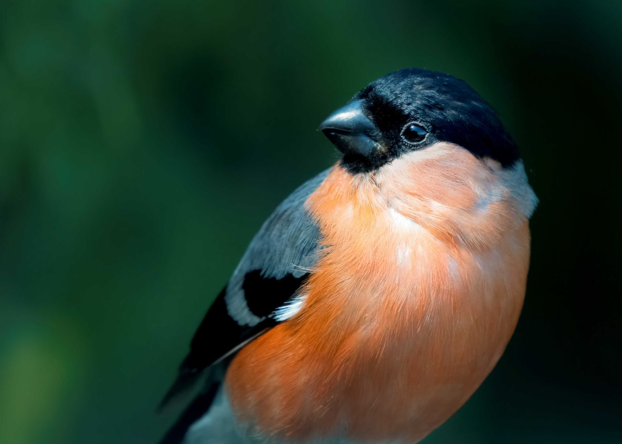 DSC_1756 Male Bullfinch (7x5).jpg