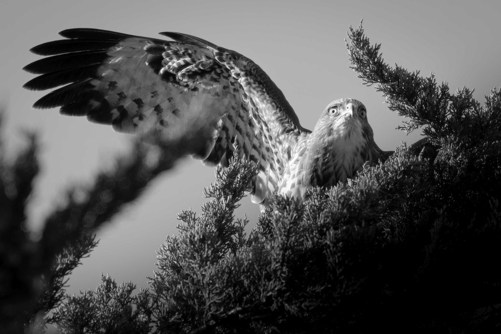 DSC_1775 Buzzard (6x4 B&W).jpg