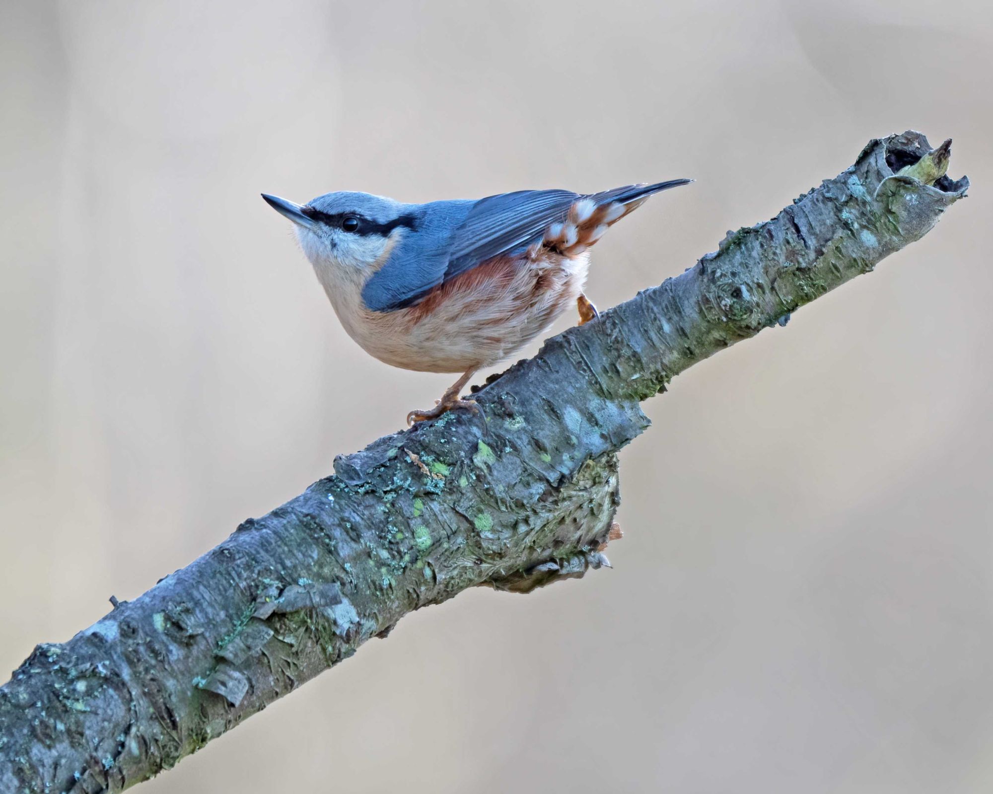 DSC_2639 Nuthatch.jpg