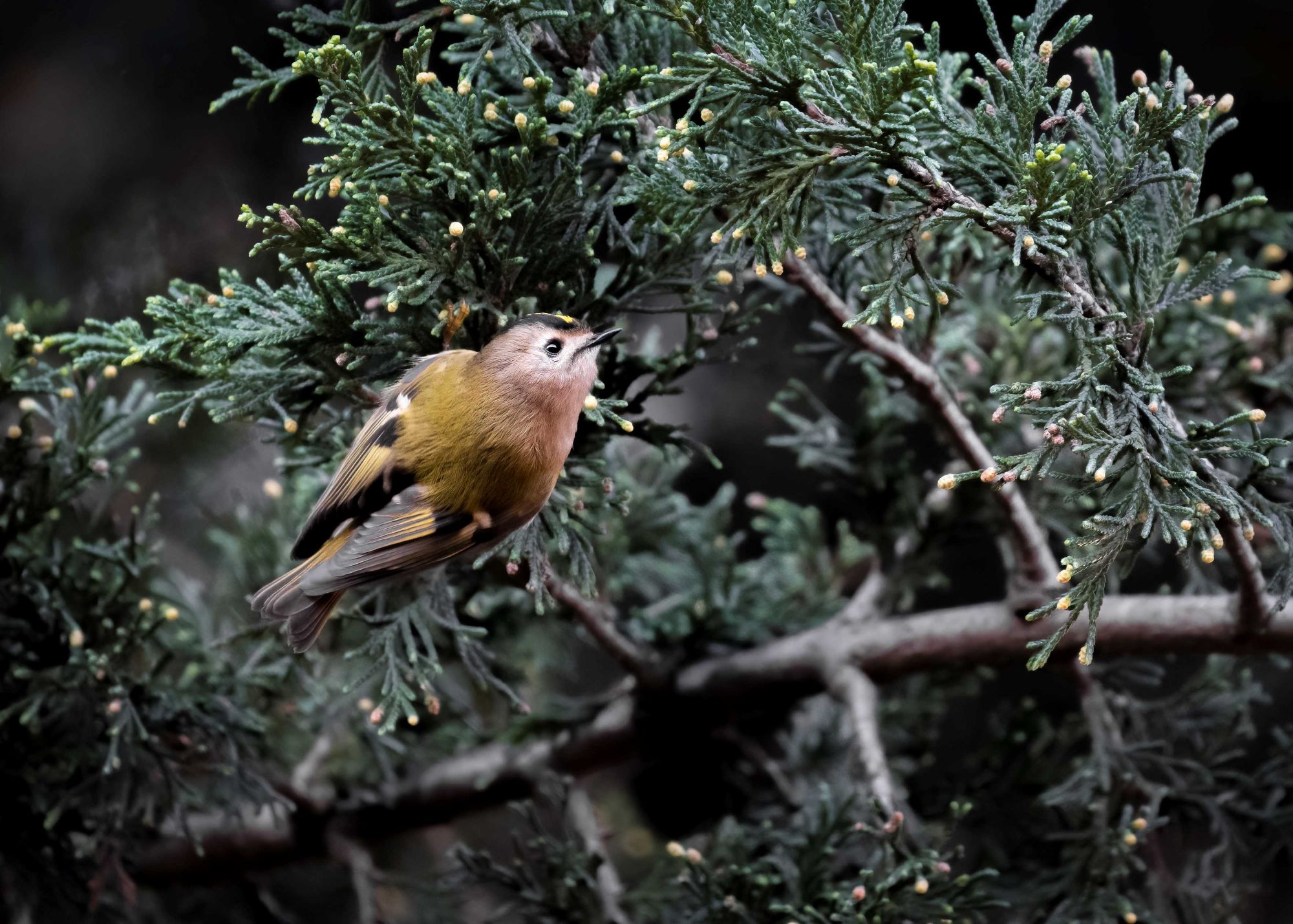 DSC_5300 Goldcrest (7x5).jpg