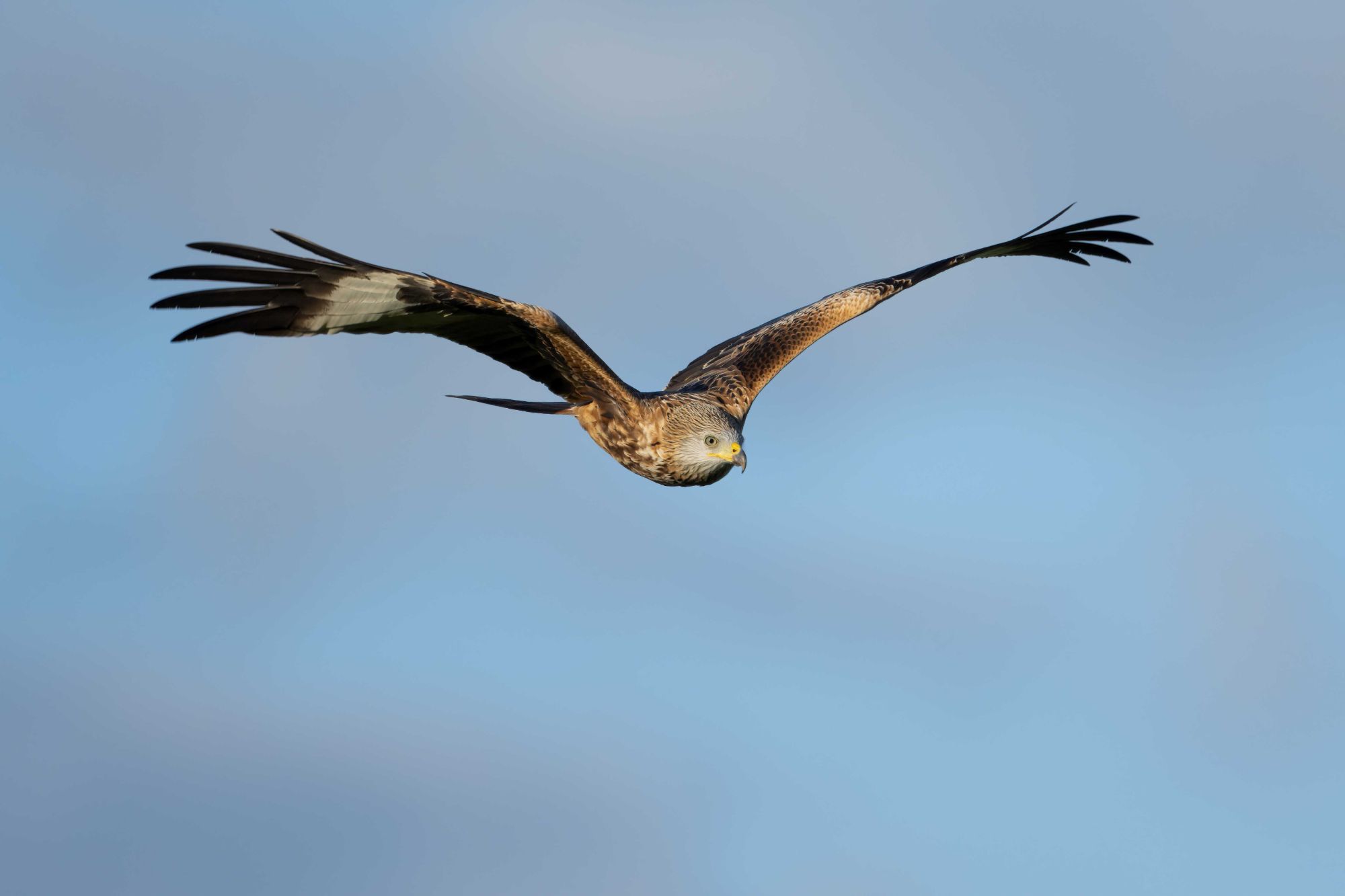 DSC_5669 Red Kite (6x4).jpg