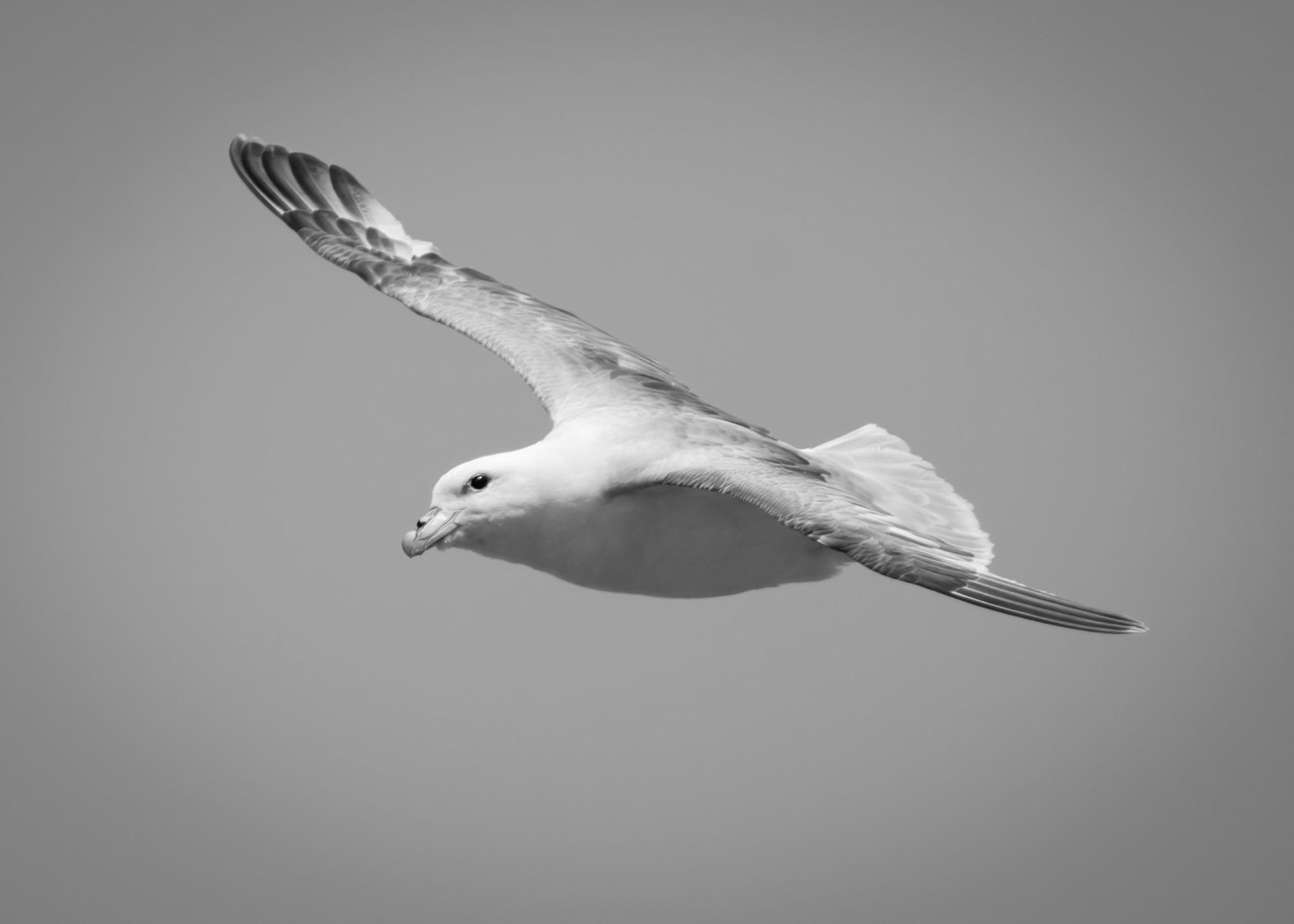 DSC_2619 Fulmar (7x5 B&W).jpg