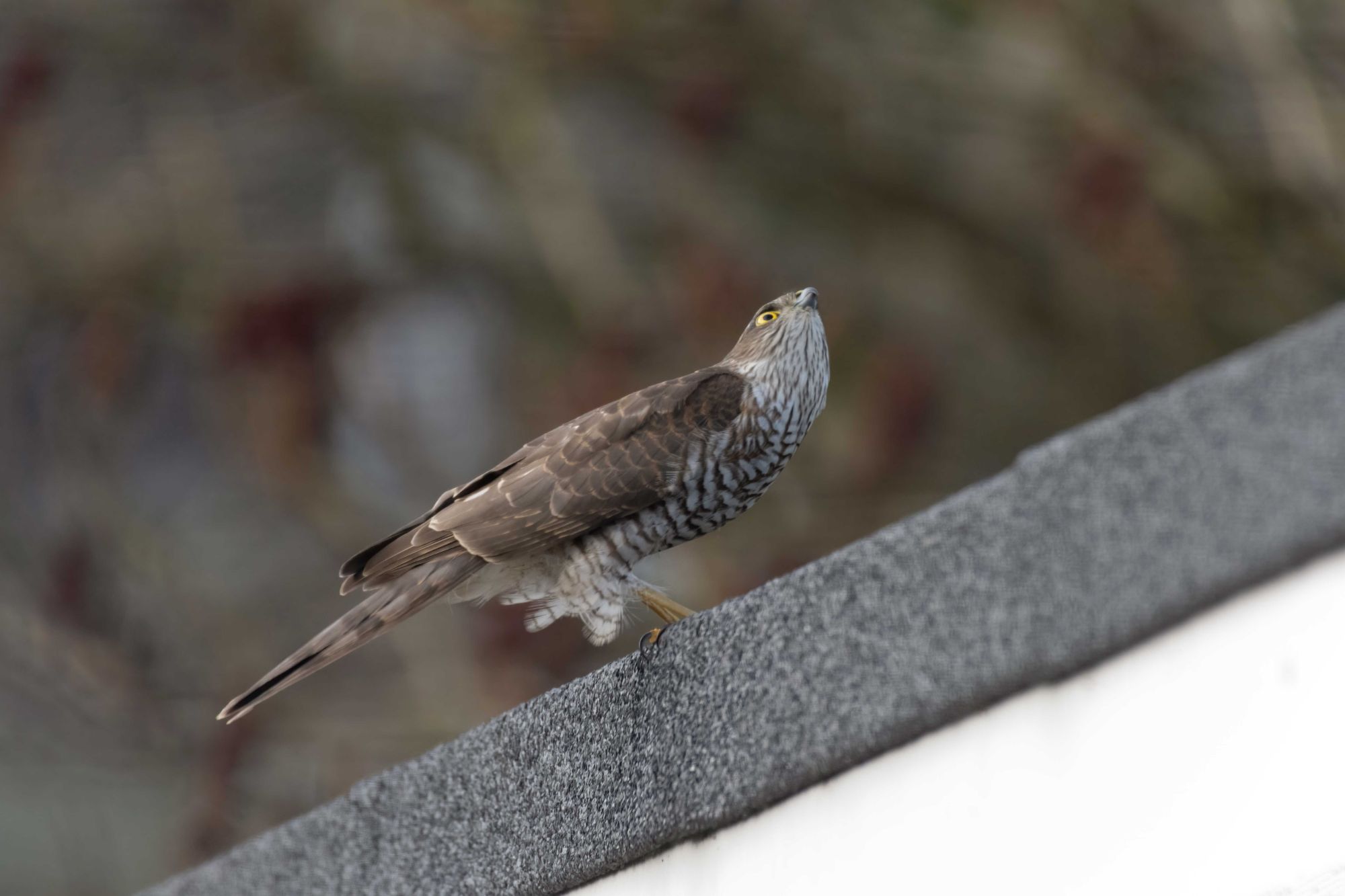 DSC_9006 Female Sparrowhawk (6x4).jpg