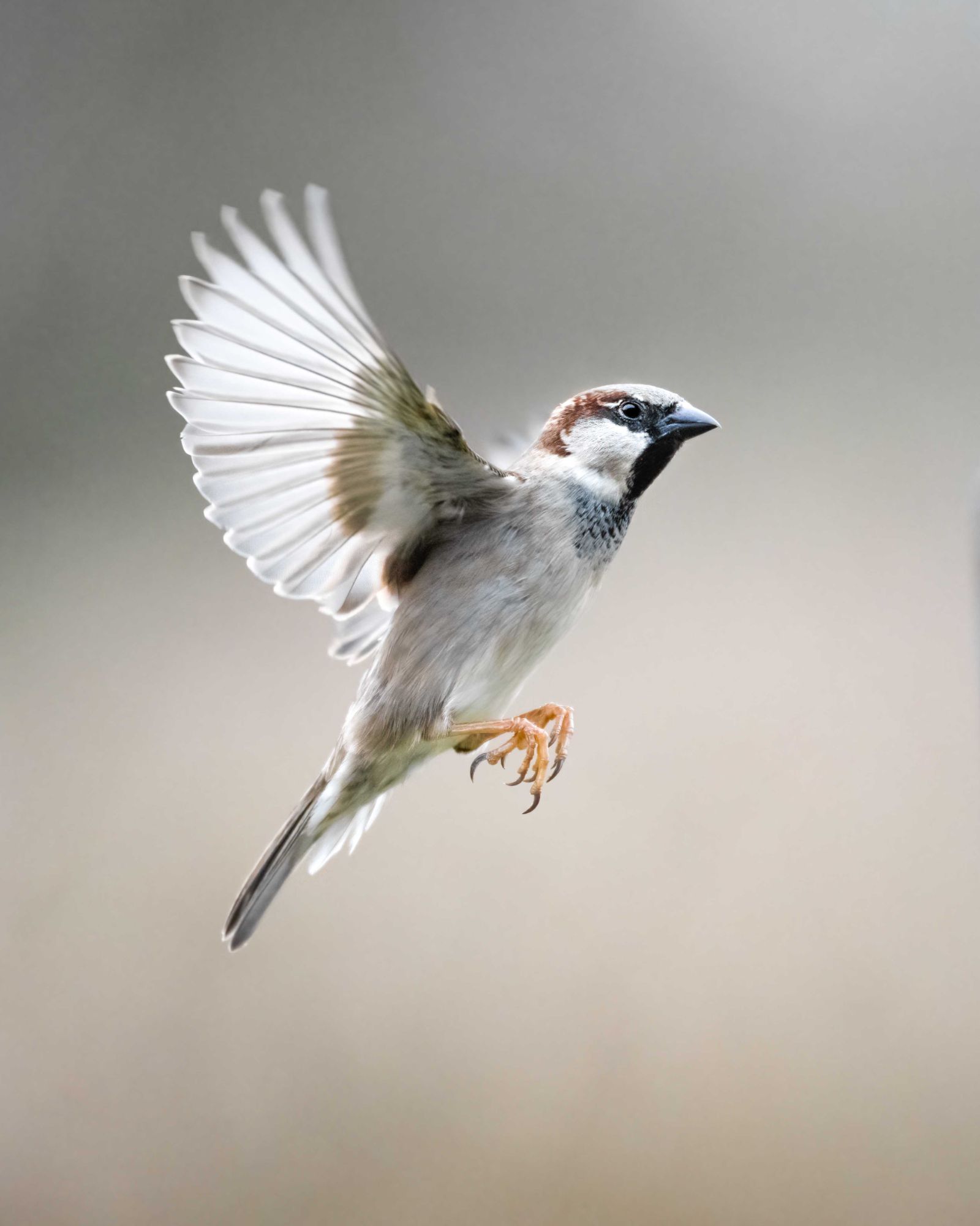 DSC_1389 Male Sparrow (8x10 Portrait).jpg