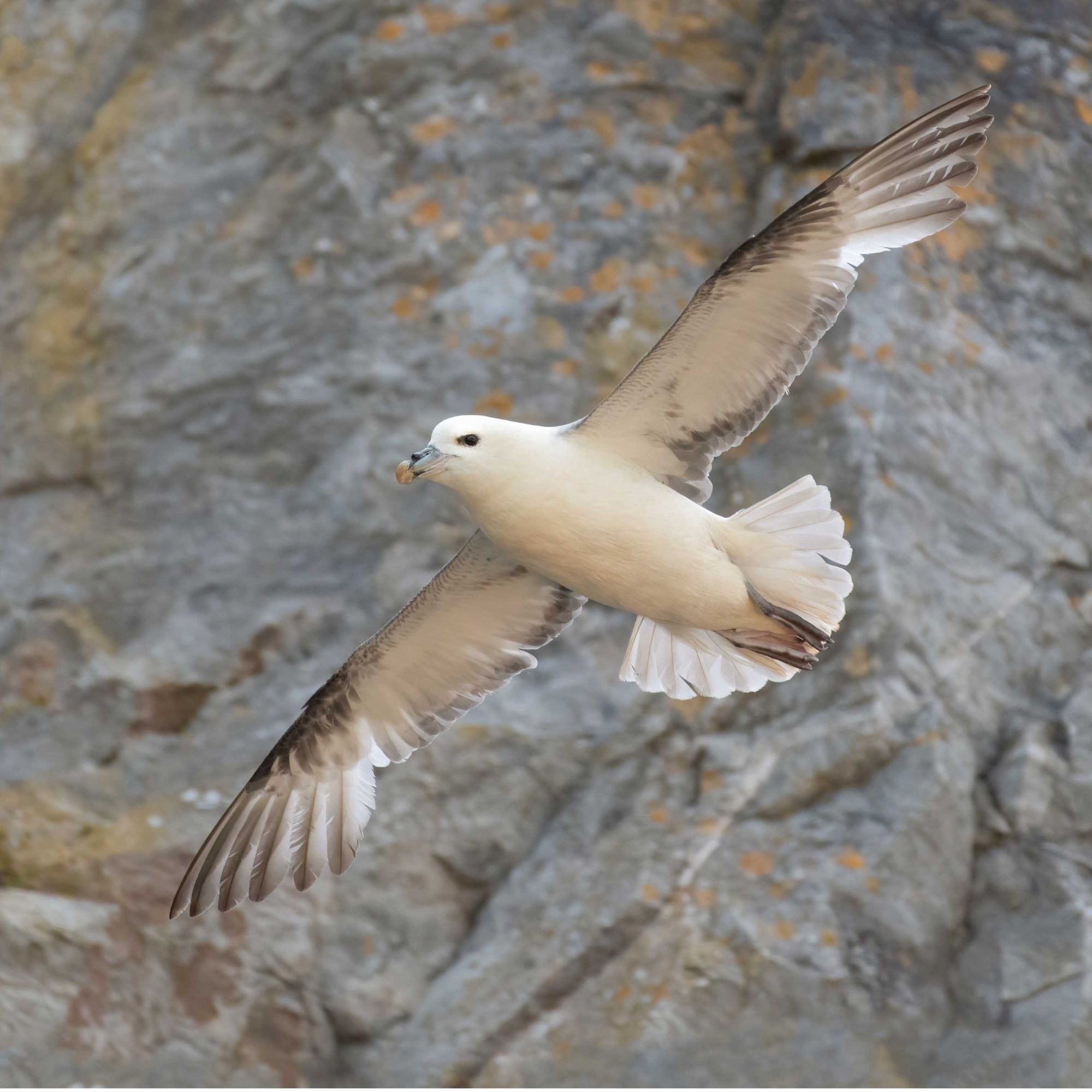 DSC_2792 Fulmar (1x1).jpg