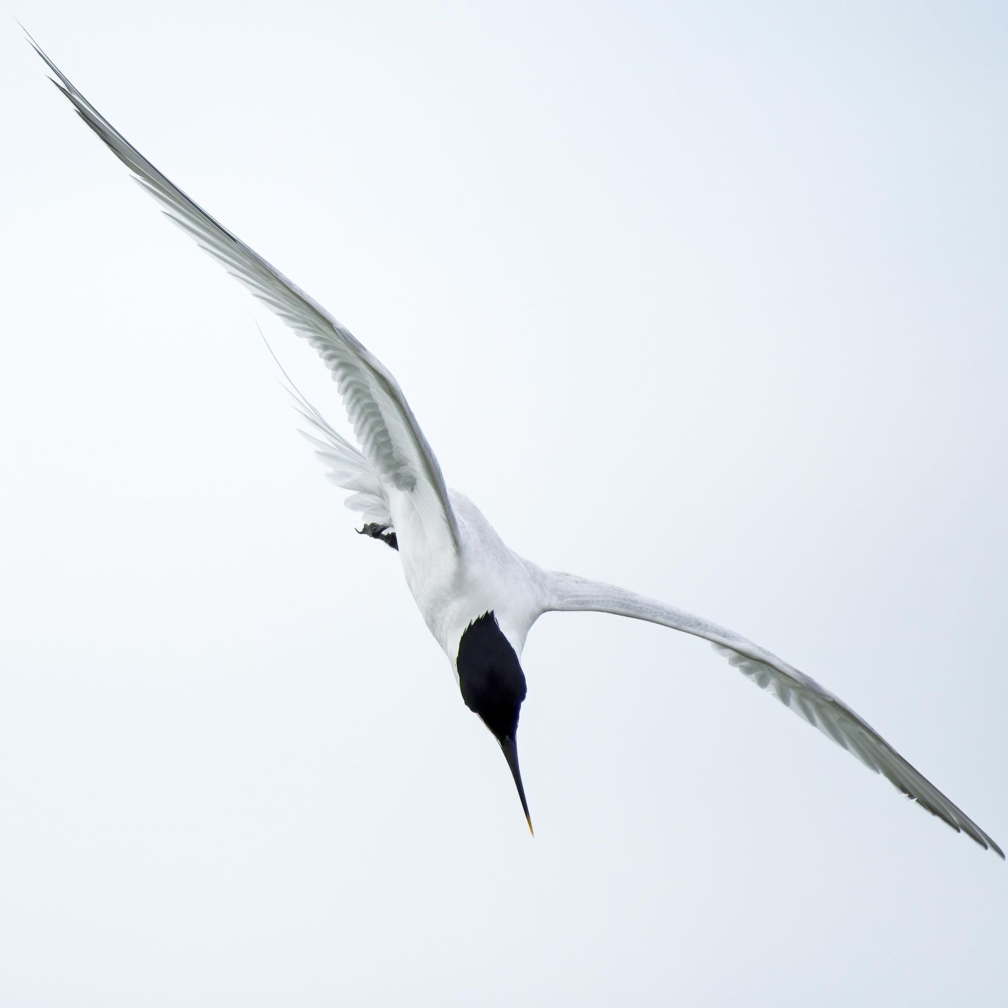 DSC_3206 Common Turn.jpg