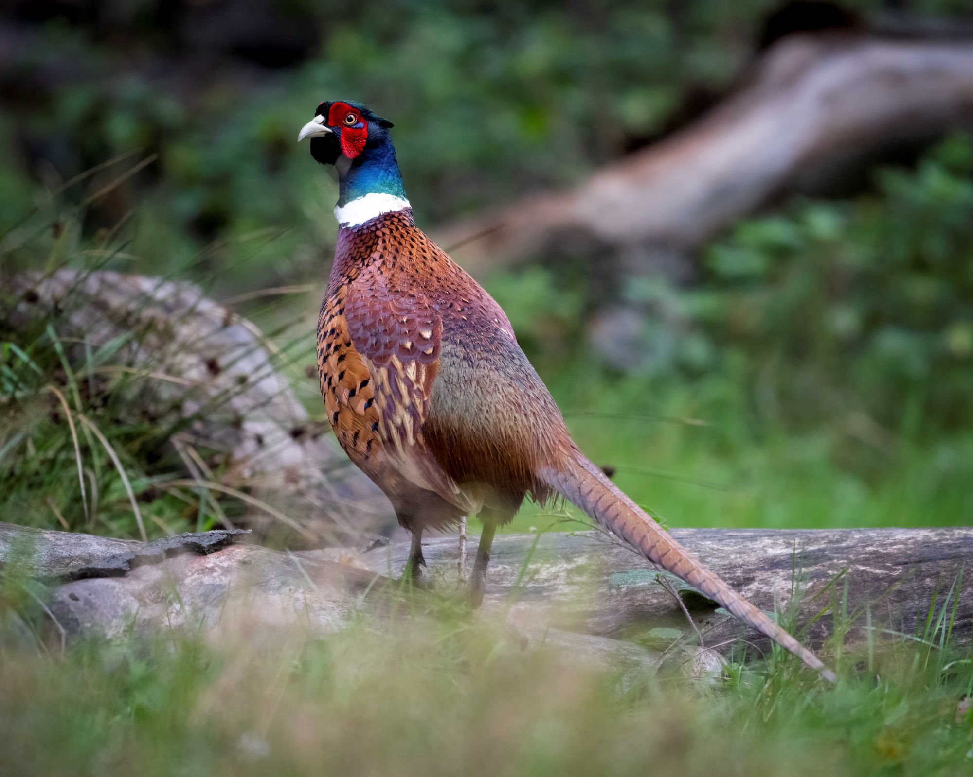 DSC_3872 Ring Necked Pheasant (8x10).jpg