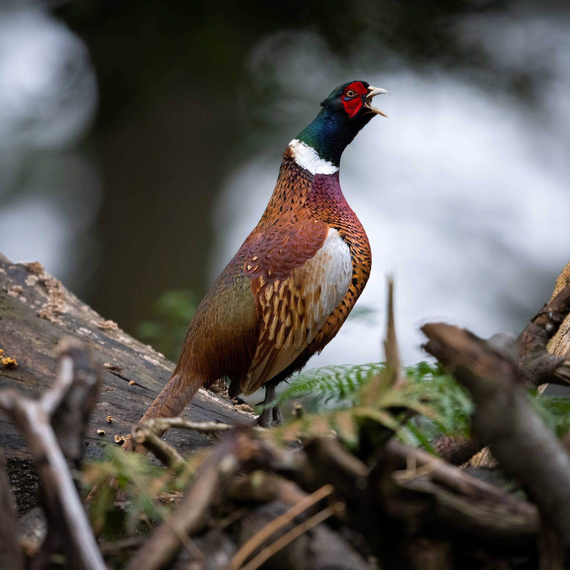 DSC_3996 Ring Necked Pheasant (10x10).jpg