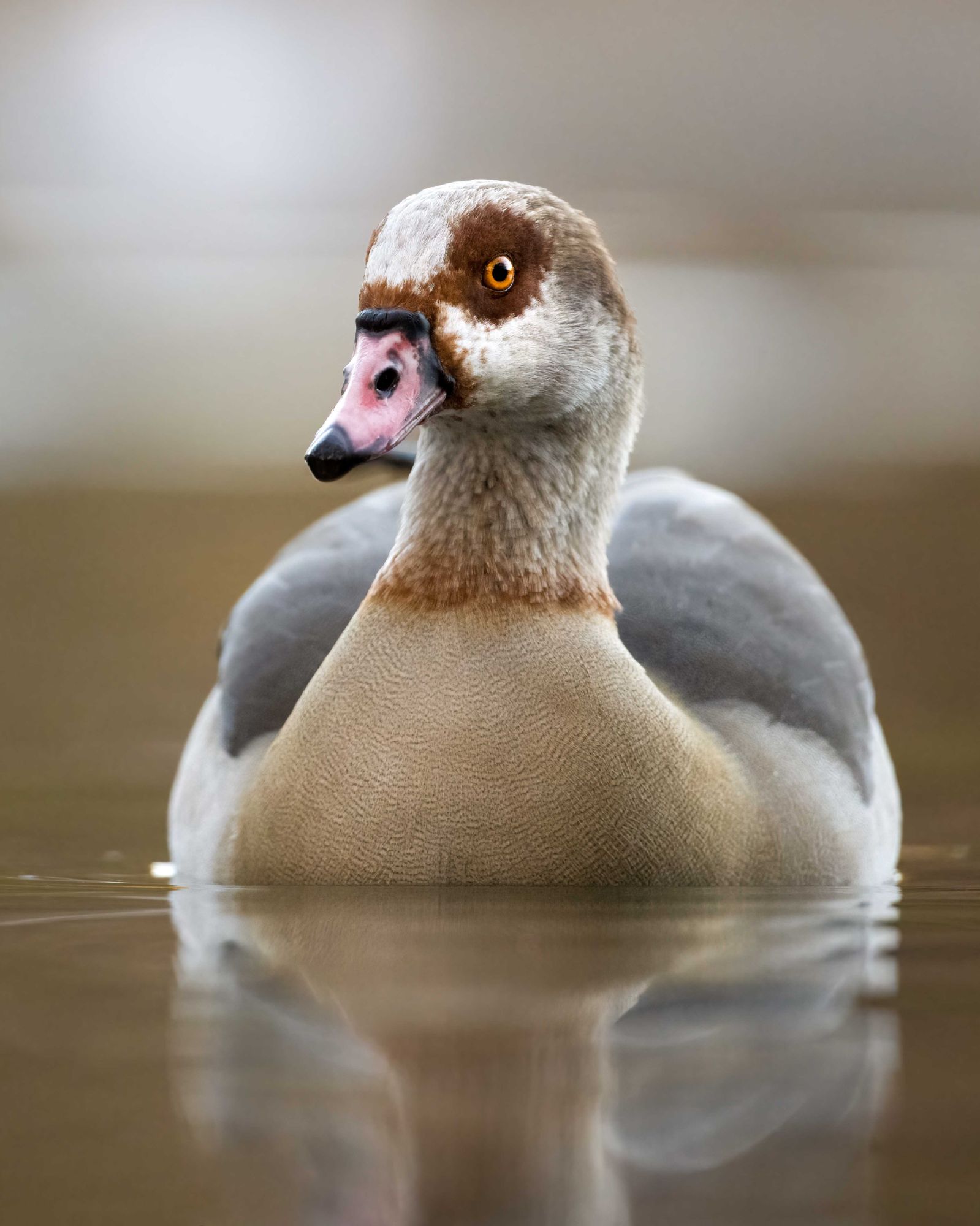 DSC_6506 Egyptian Goose (8x10 Portrait).jpg