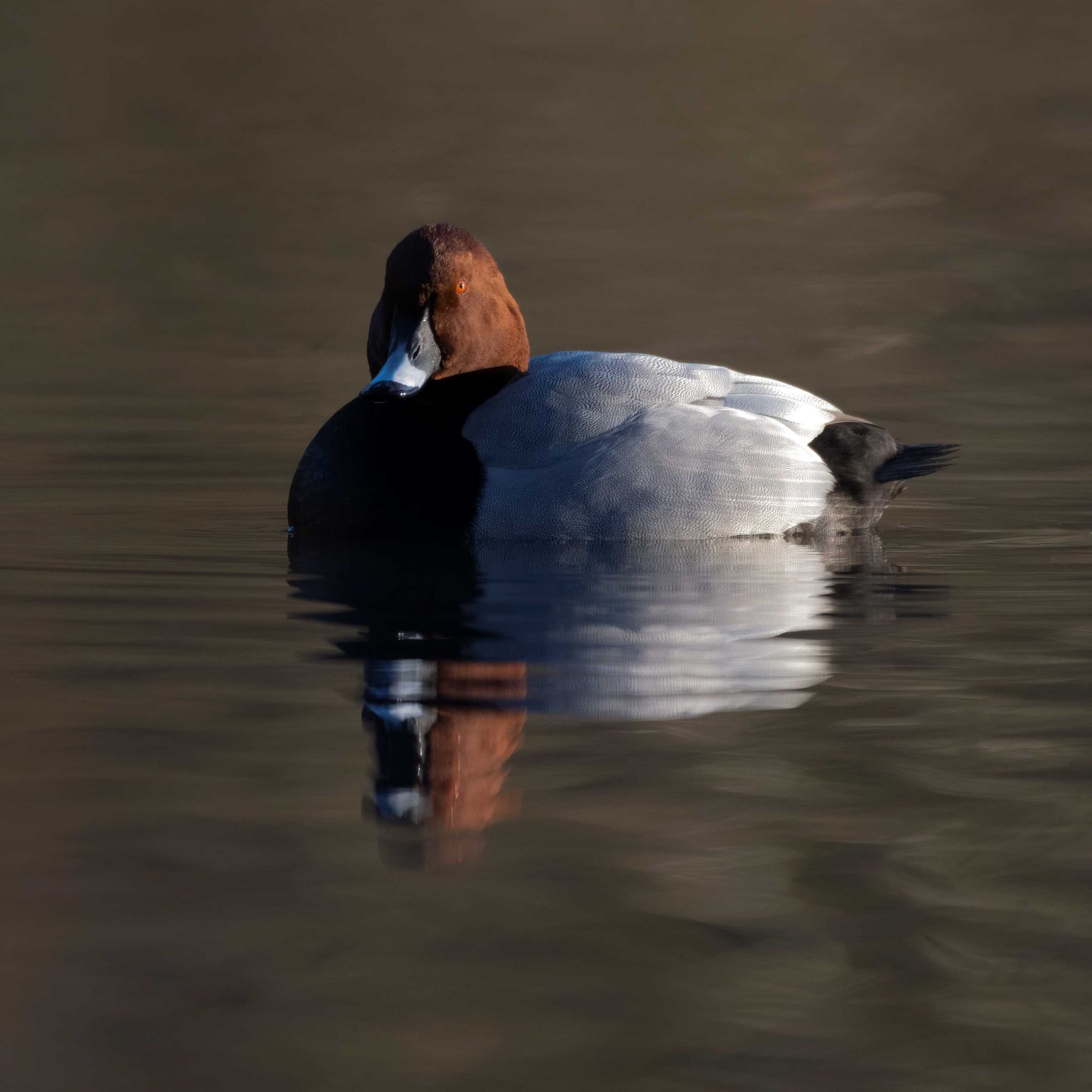 DSC_6039 Male Pochard (Square).jpg