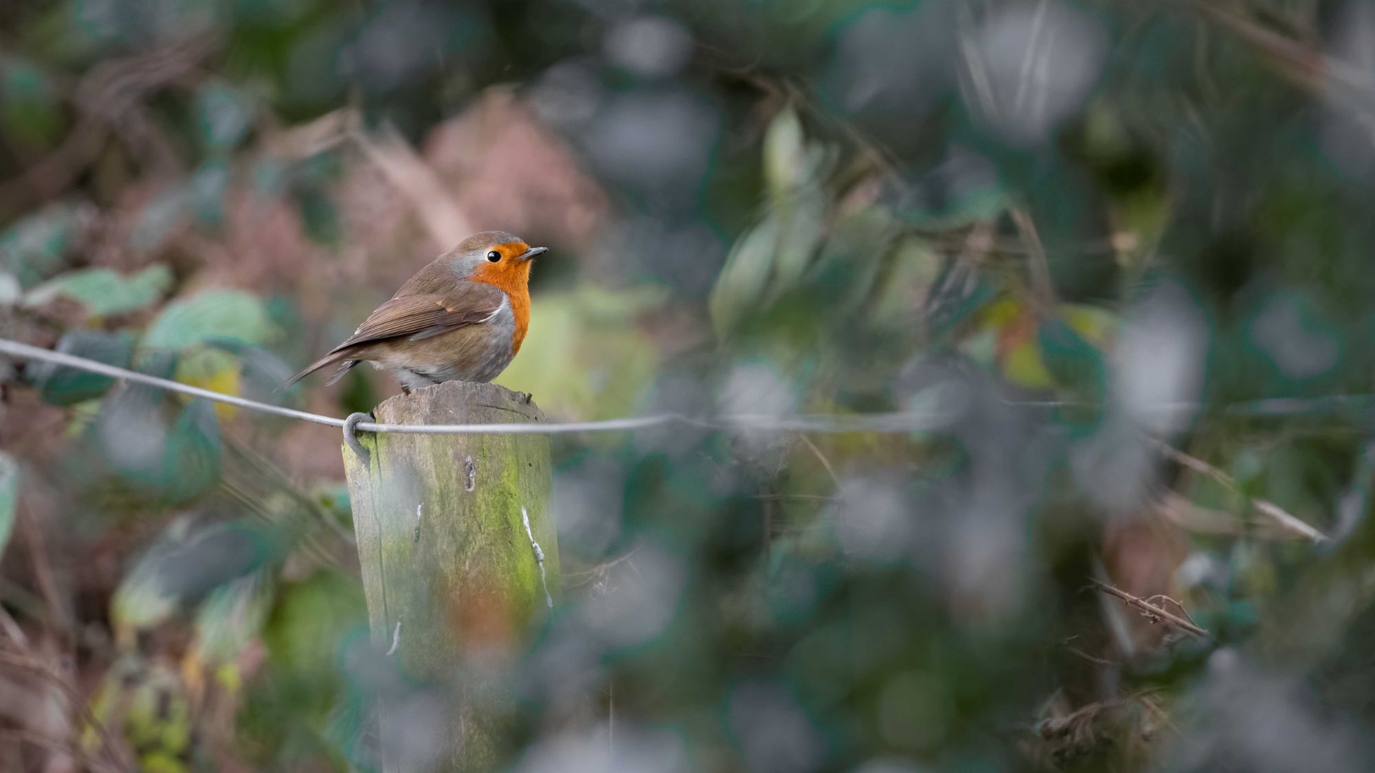 DSC_2560 Robin (16x9).jpg