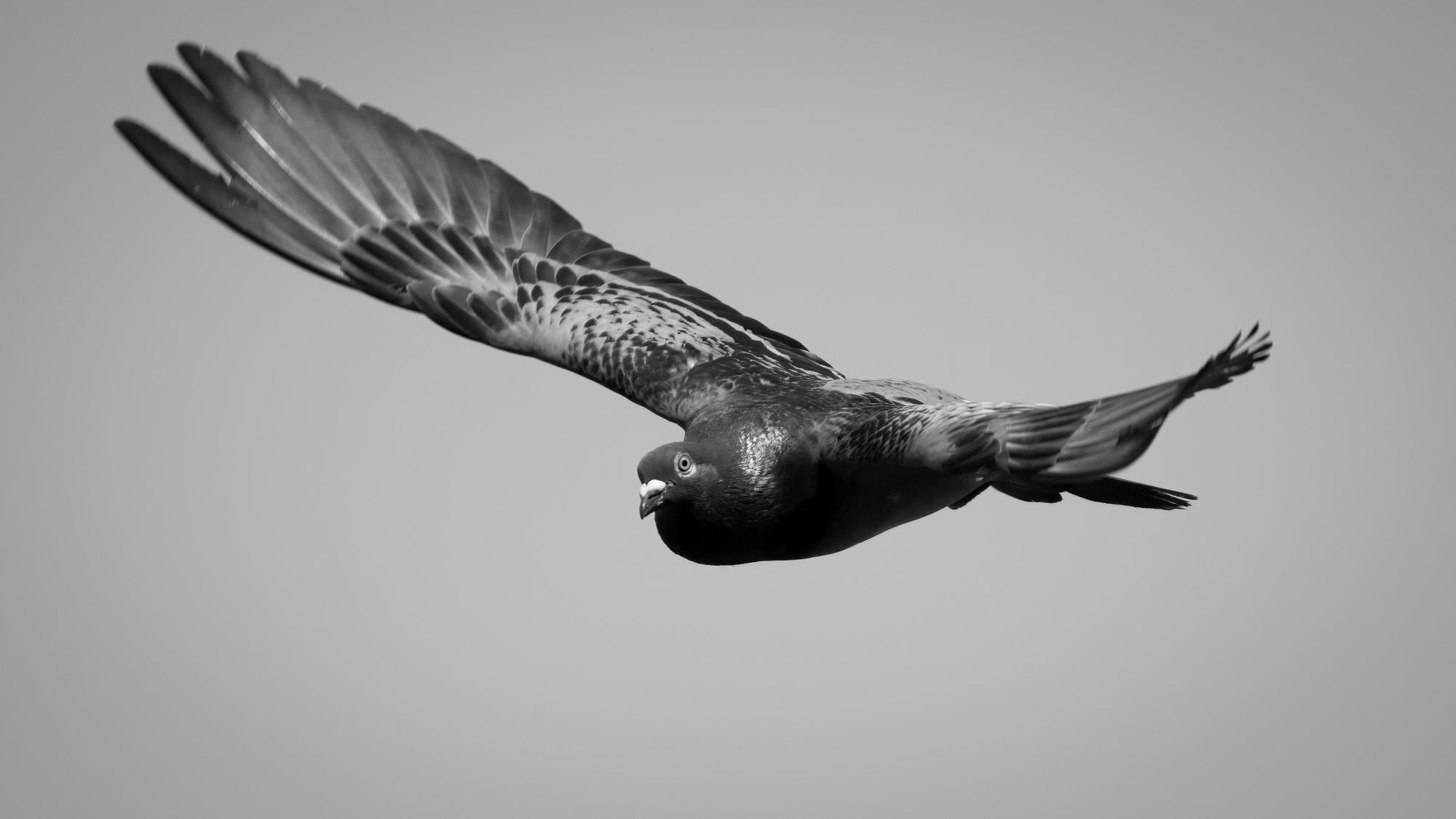 DSC_2715 Rock Pigeon (16x9 B&W).jpg