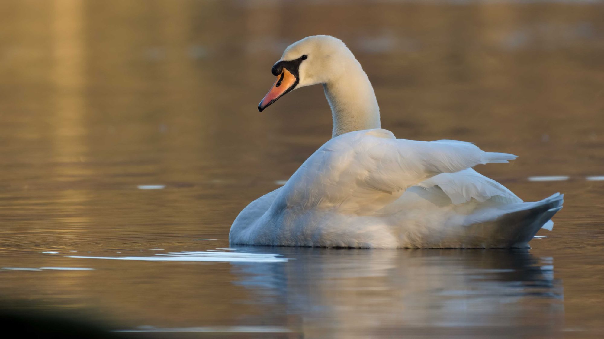 DSC_5875 Male Mute Swan (16x9).jpg