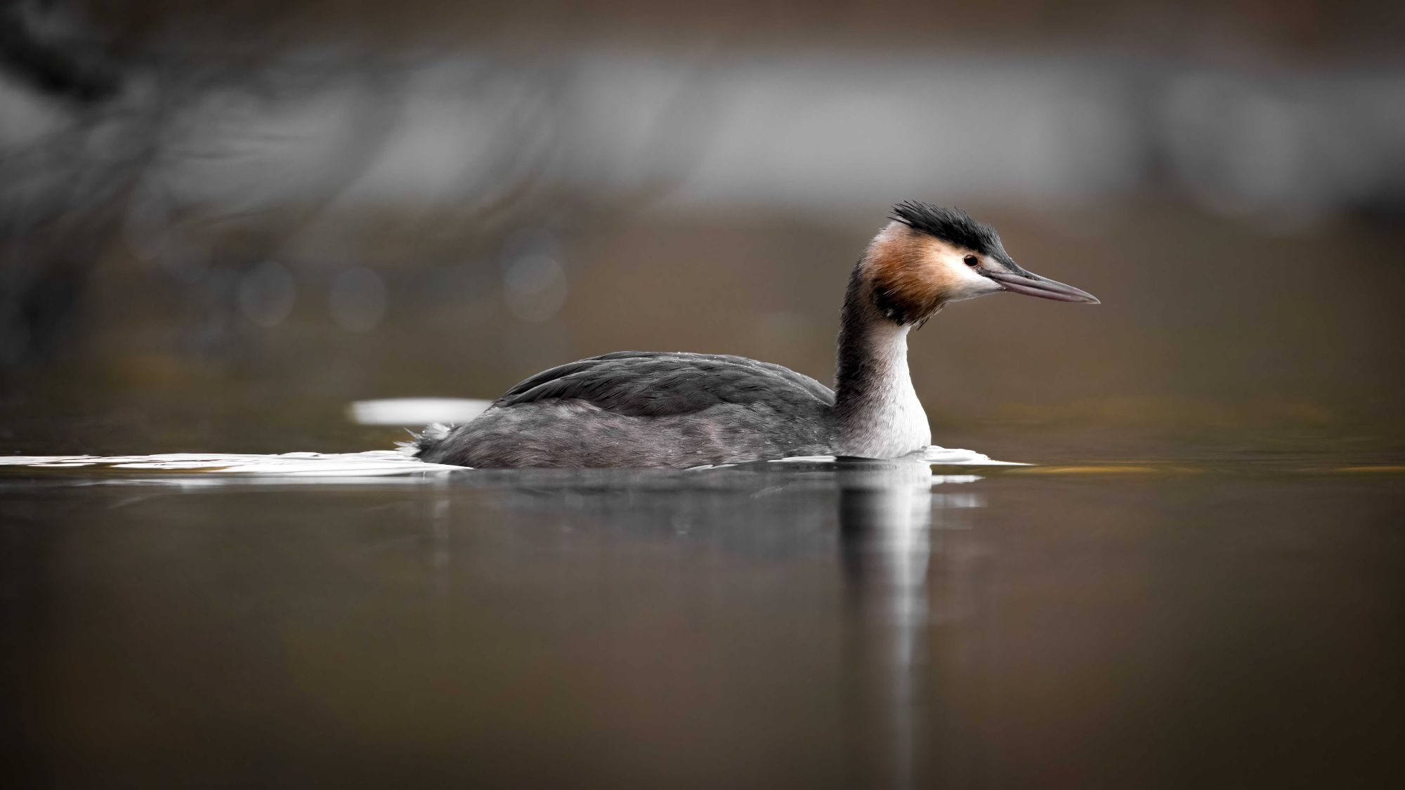 DSC_6462 Great Crested Grebe (16x9).jpg