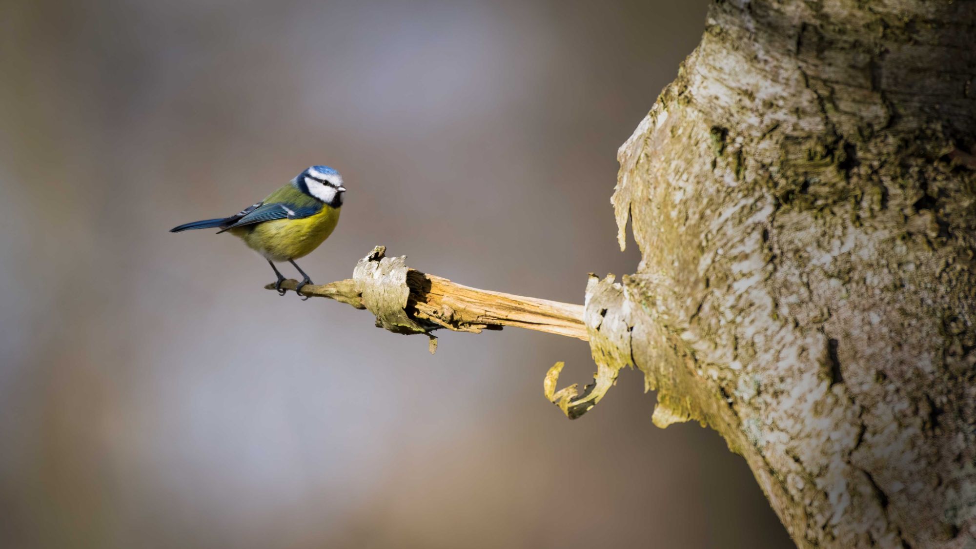 DSC_9261 Bluetit (16x9).jpg
