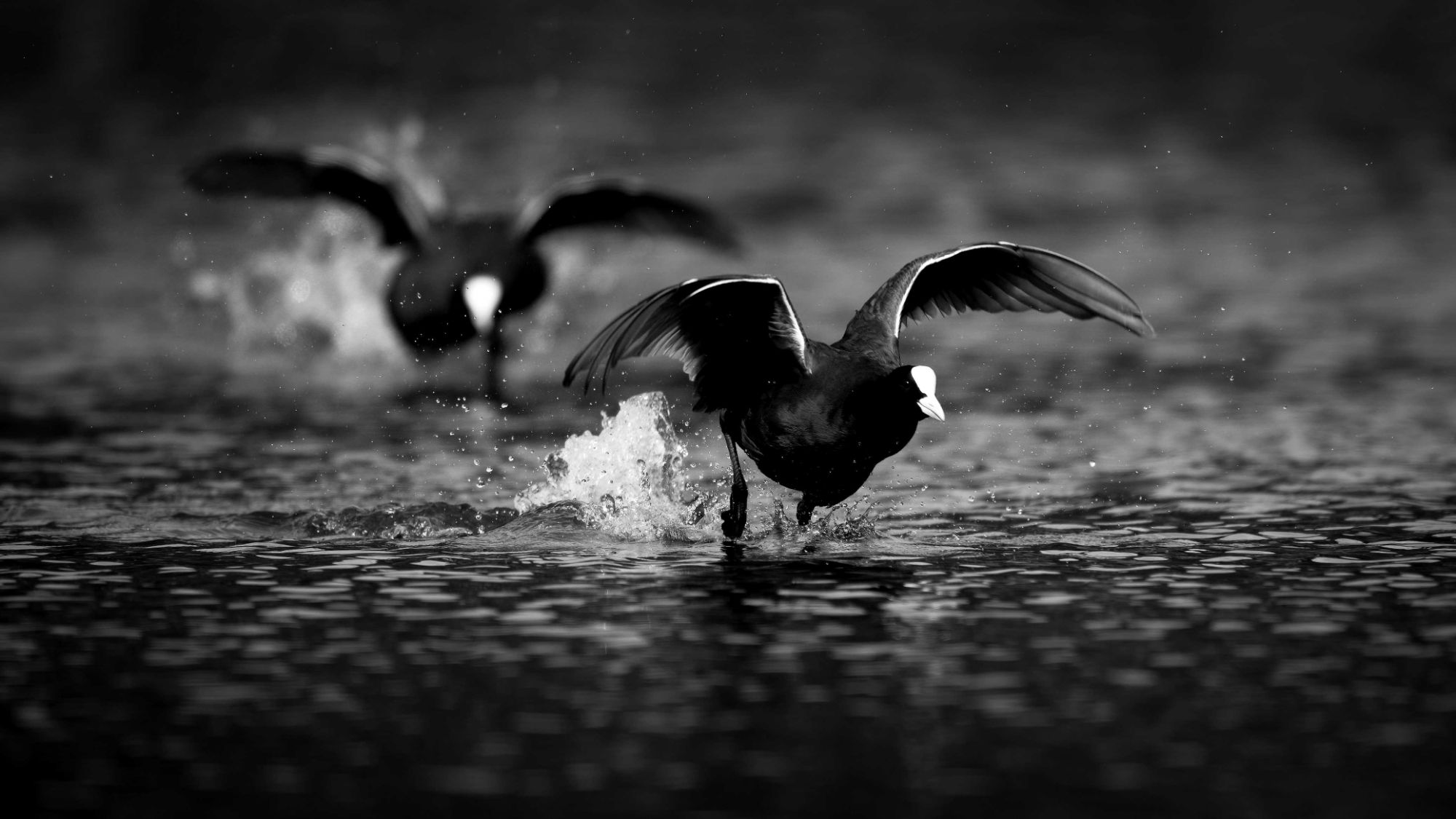 DSC_9976 Chasing Coots (16x9 B&W).jpg
