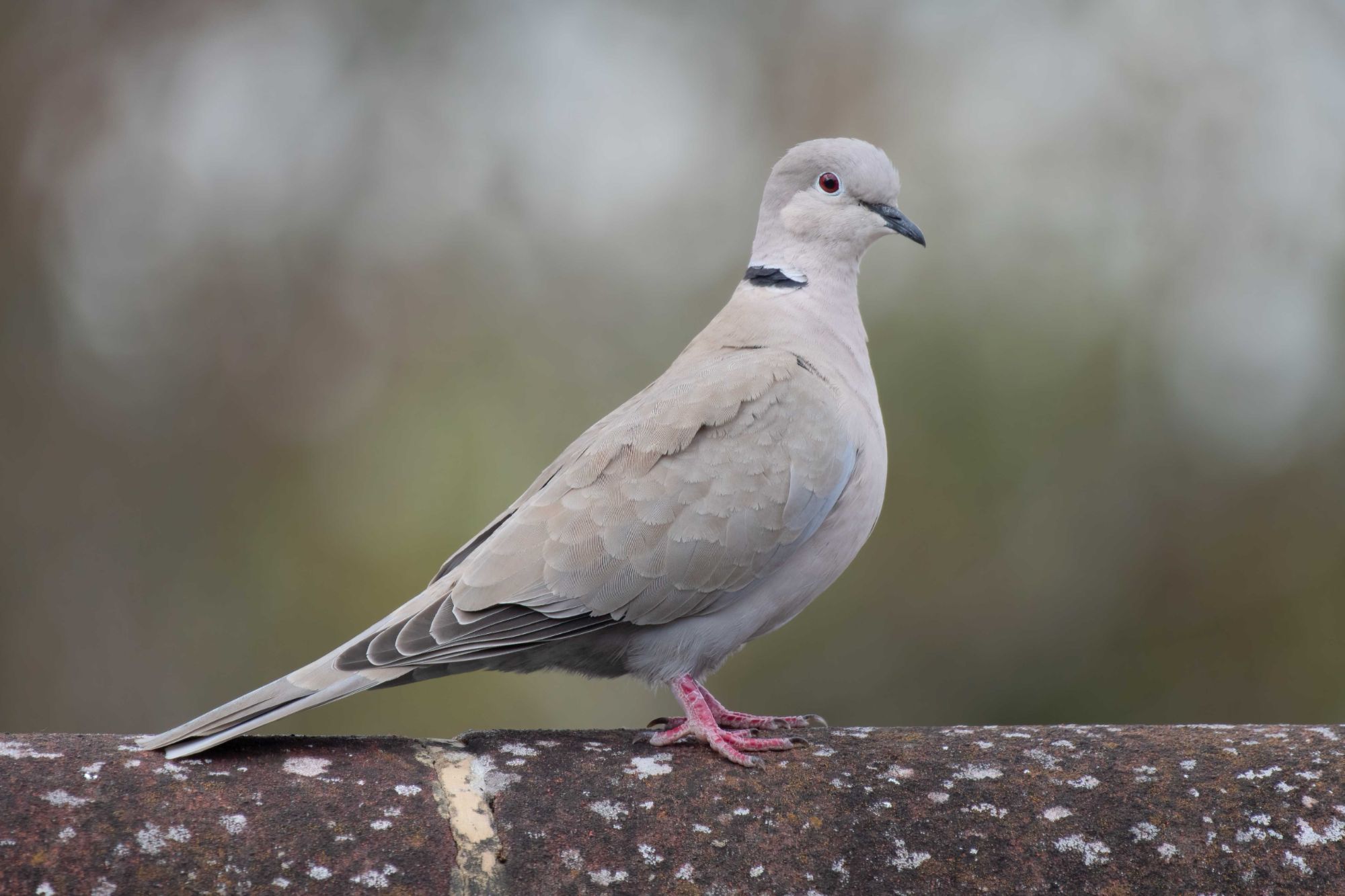 DSC_8858 Collared Dove (6x4).jpg