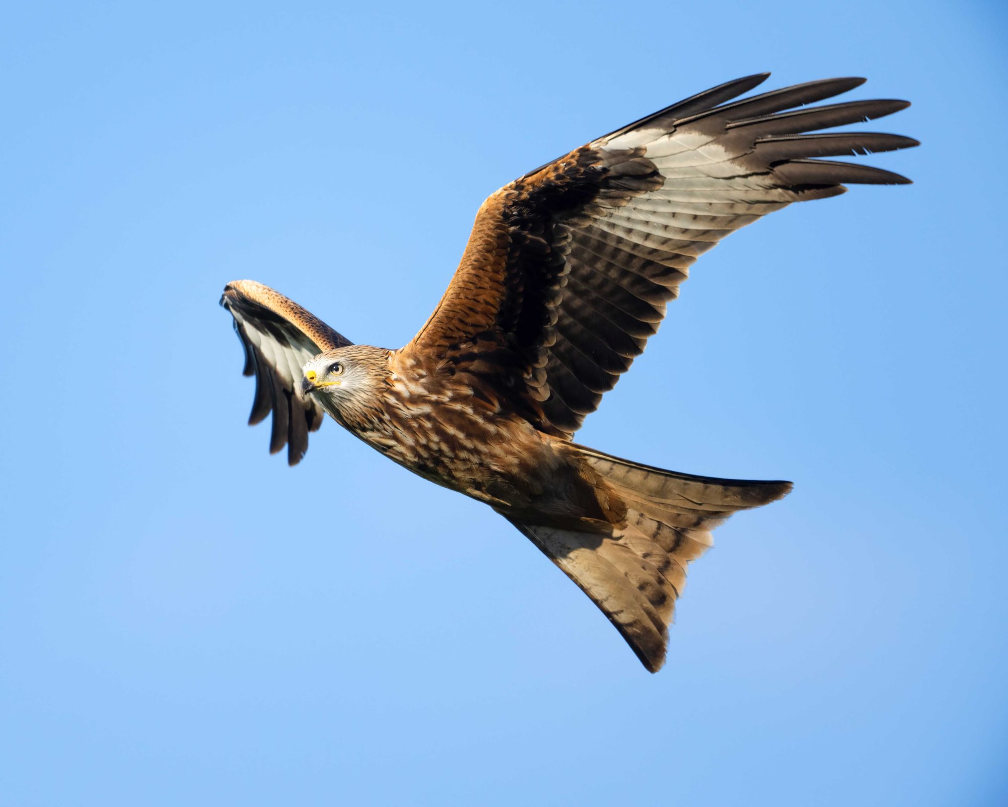 DSC_5697 Red Kite (8x10).jpg
