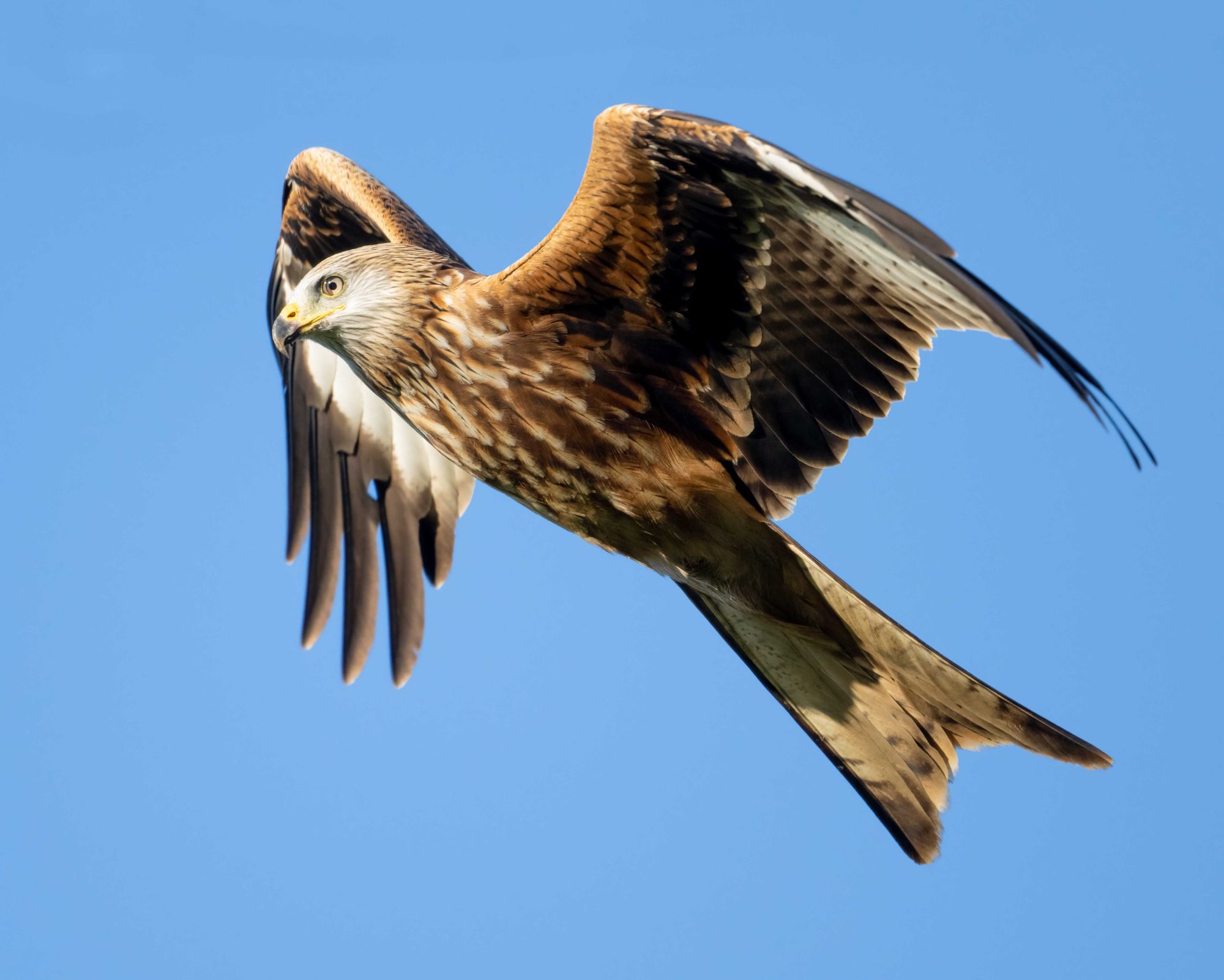 DSC_5705 Red Kite (8x10).jpg