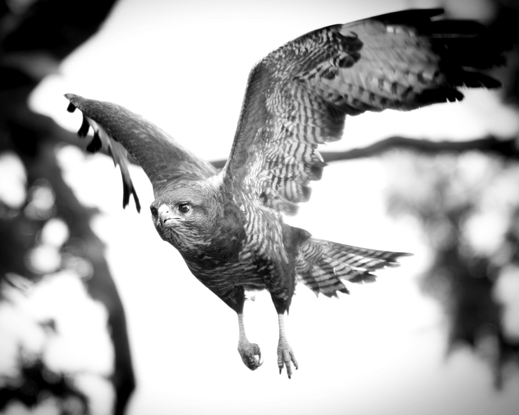 DSC_1344 Buzzard In Flight B&W (8x10).jpg