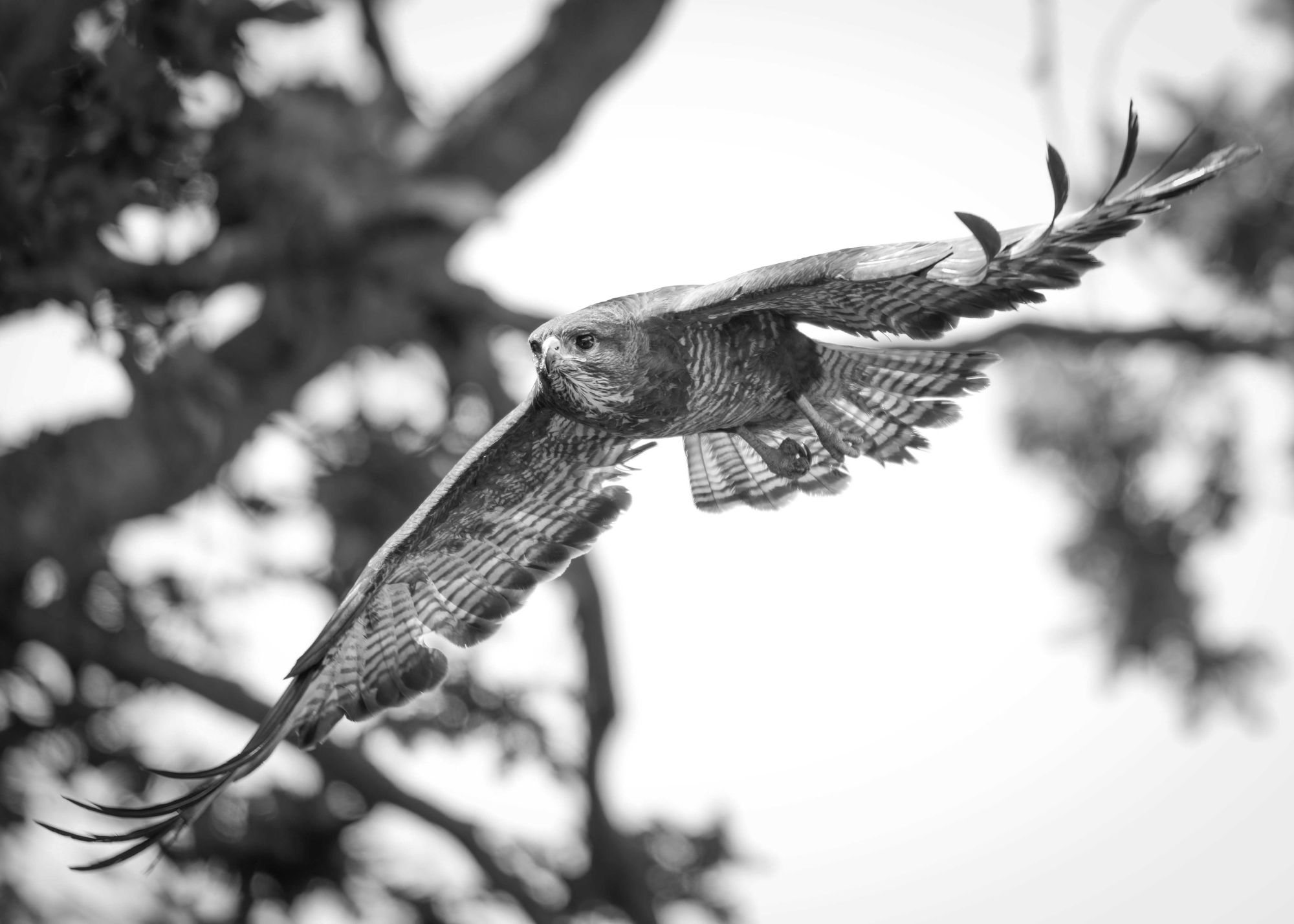 DSC_1347 Buzzard In Flight B&W (7x5).jpg