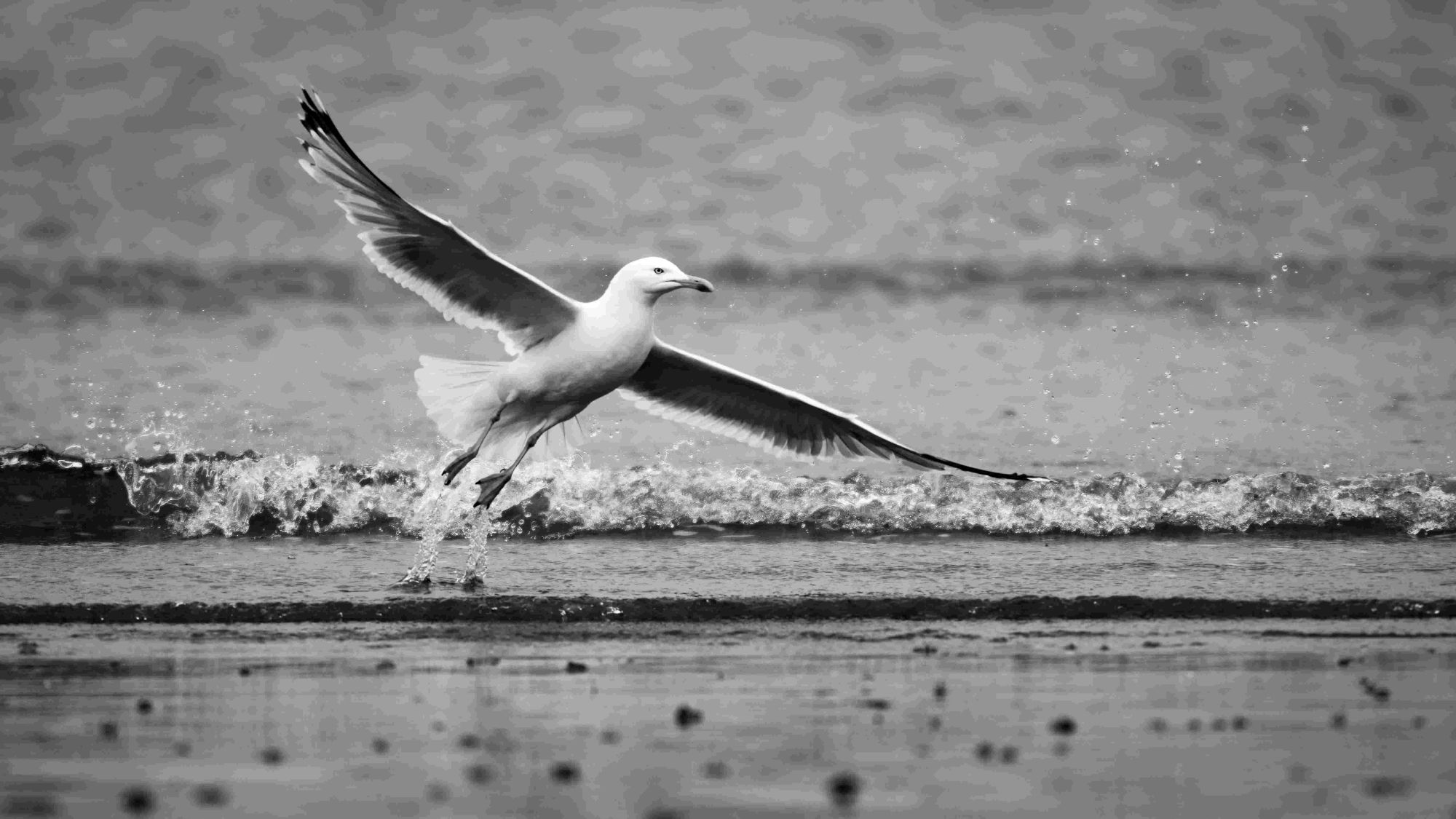 DSC_1809 Herring Gull Taking Flight B&W (16x9).jpg