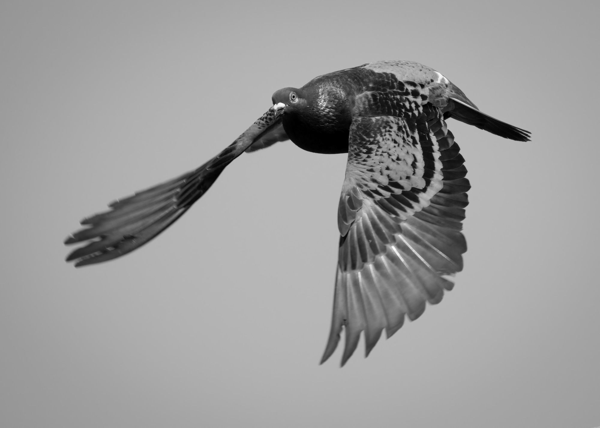 DSC_2712 Rock Pigeon (7x5 B&W).jpg