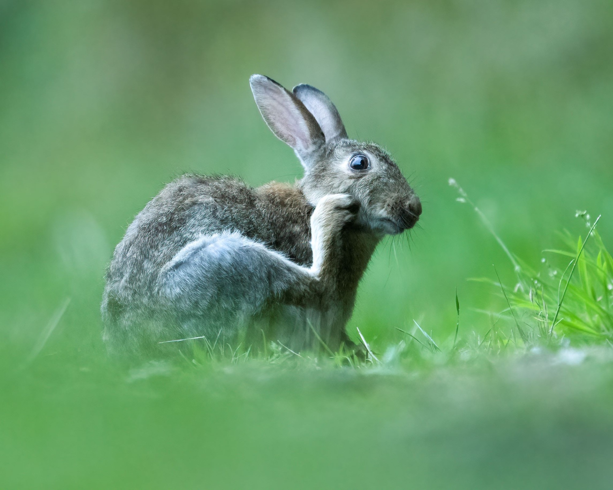 DSC_6016 Rabbit (8x10)