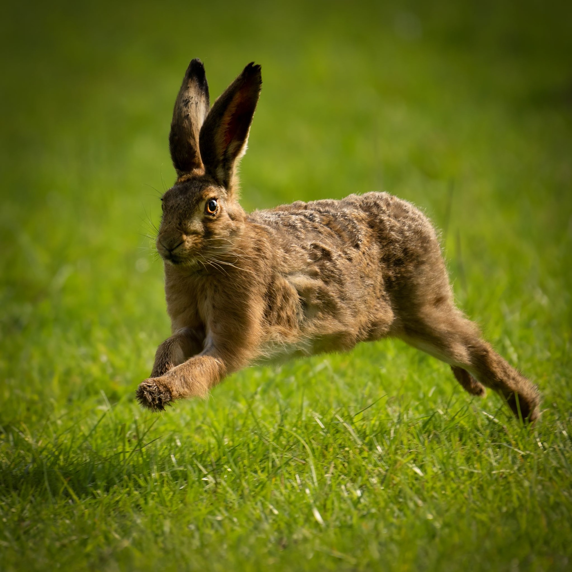 DSC_8979 Brown Hare (1x1)