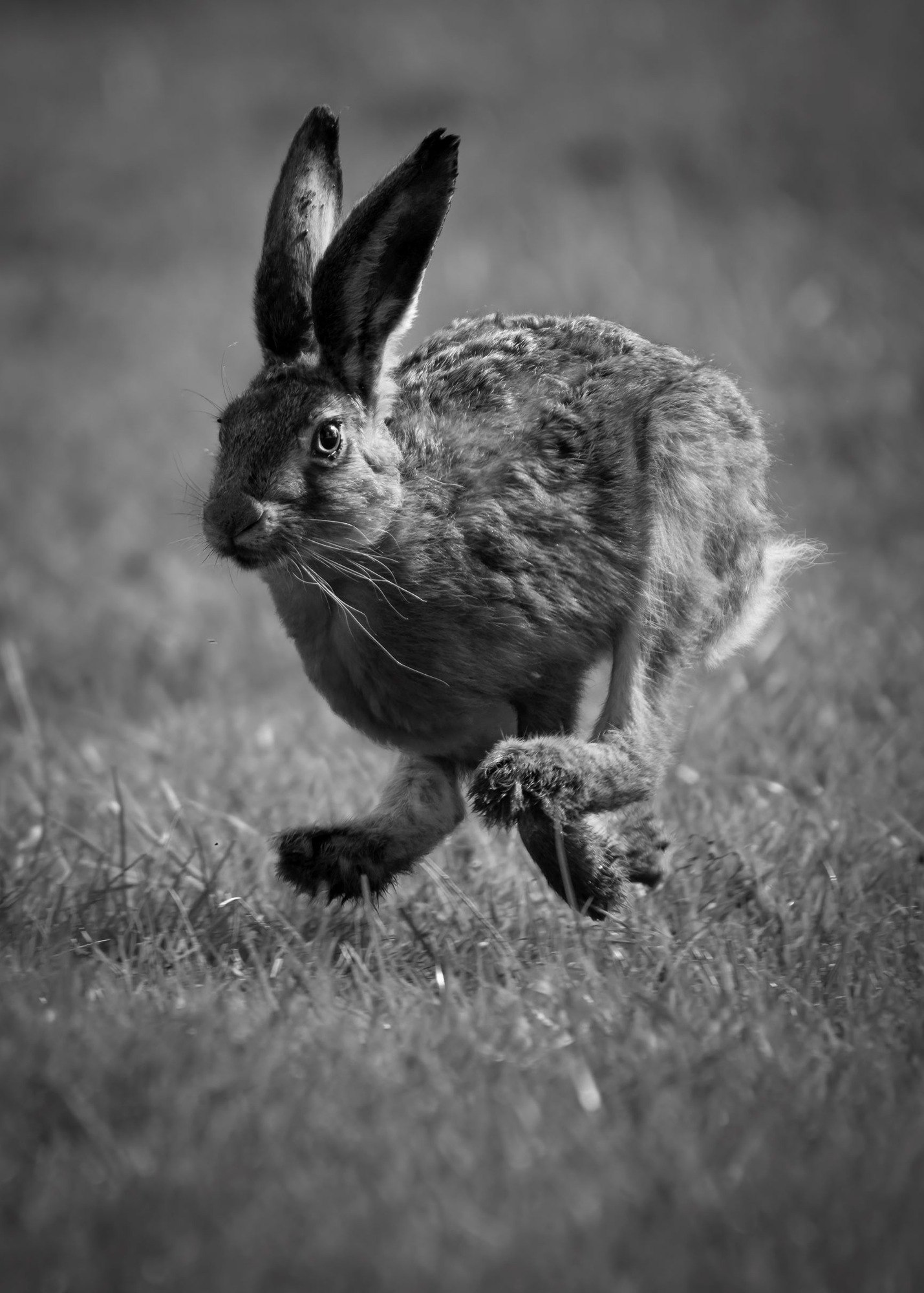 DSC_8981 Brown Hare (7x5 B&W Portrait)