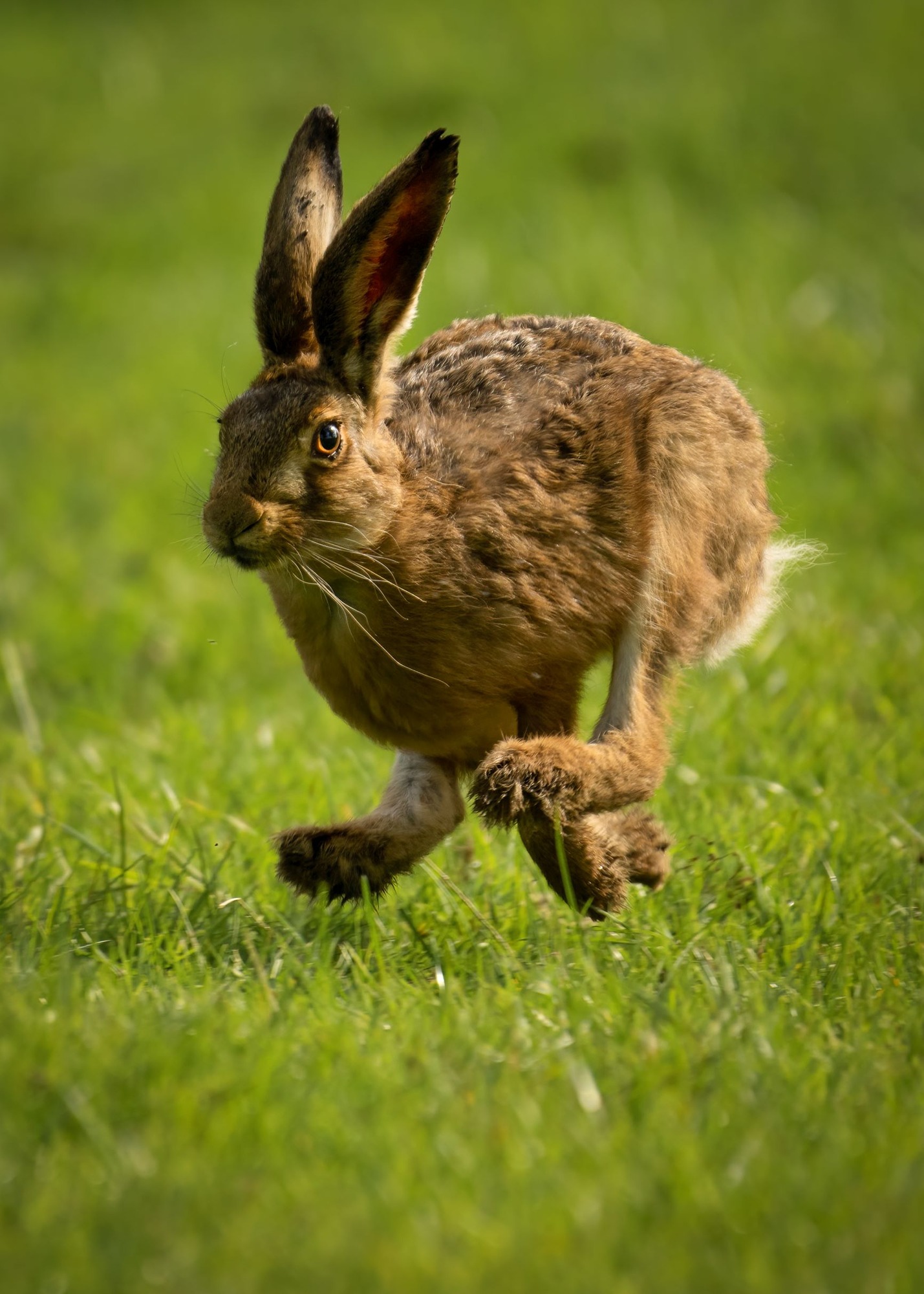 DSC_8981 Brown Hare (7x5 Portrait)