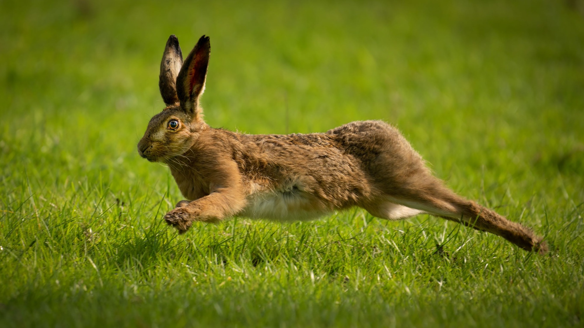 DSC_8985 Brown Hare (16x9)