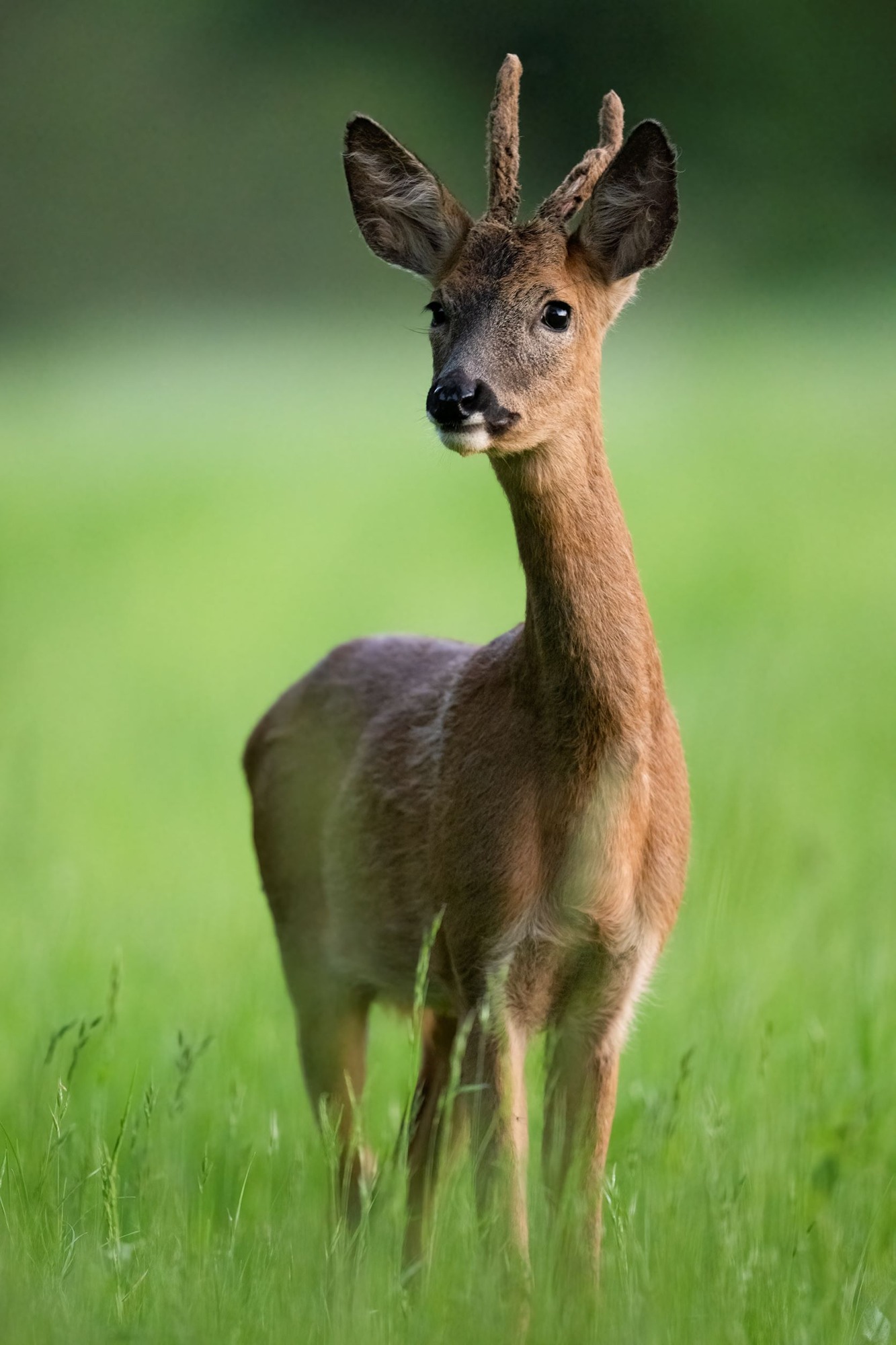 DSC_9456 Roe Deer Buck (6x4 Portrait).jpg