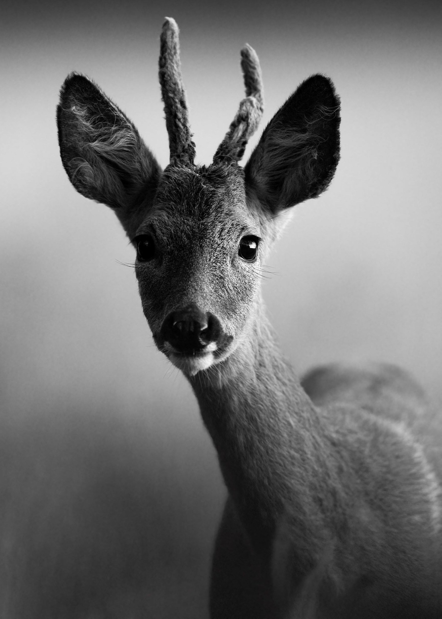 DSC_9555 Roe Deer Buck (7x5 B&W Portrait).jpg