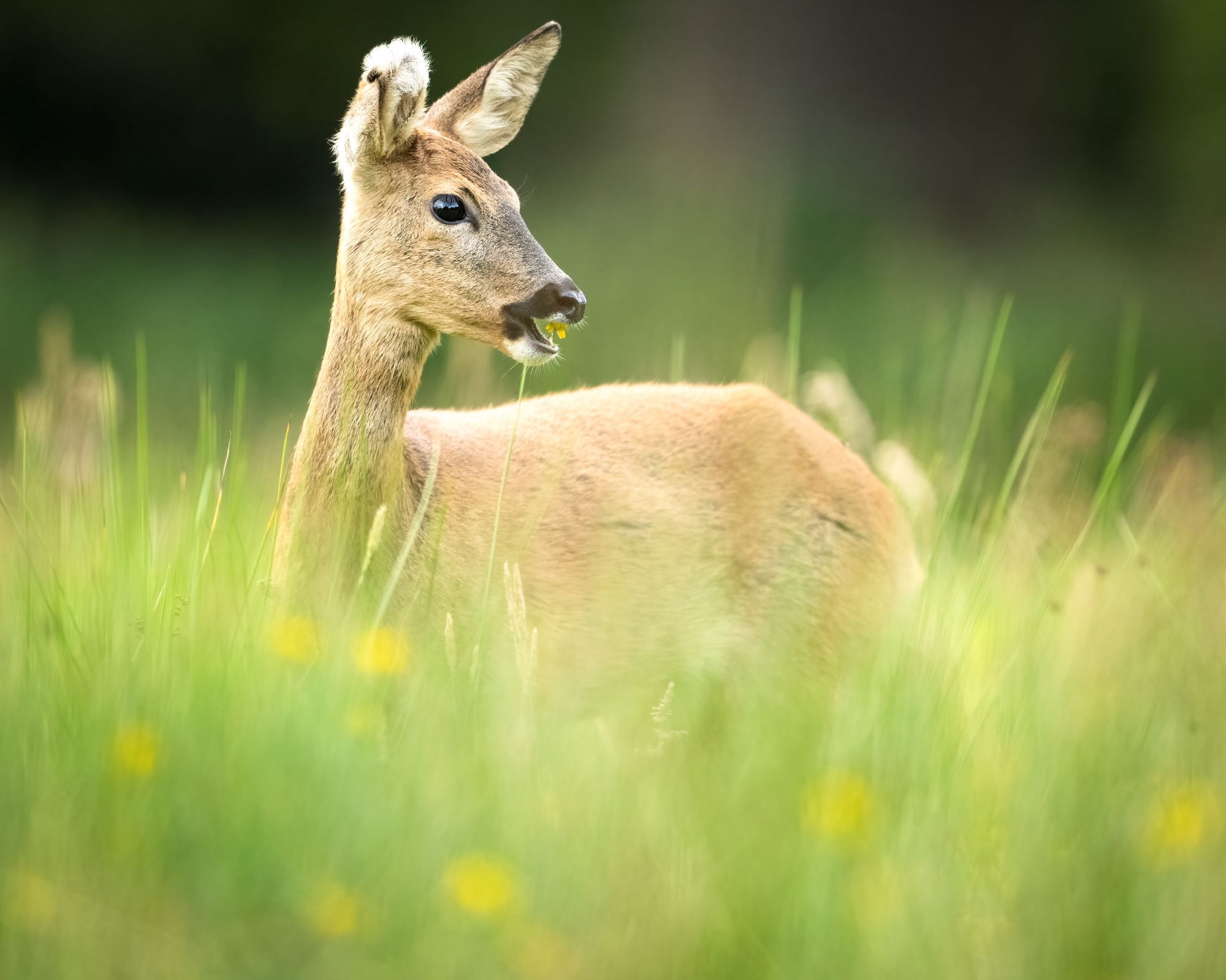 DSC_7978 Roe Deer Doe (8x10)