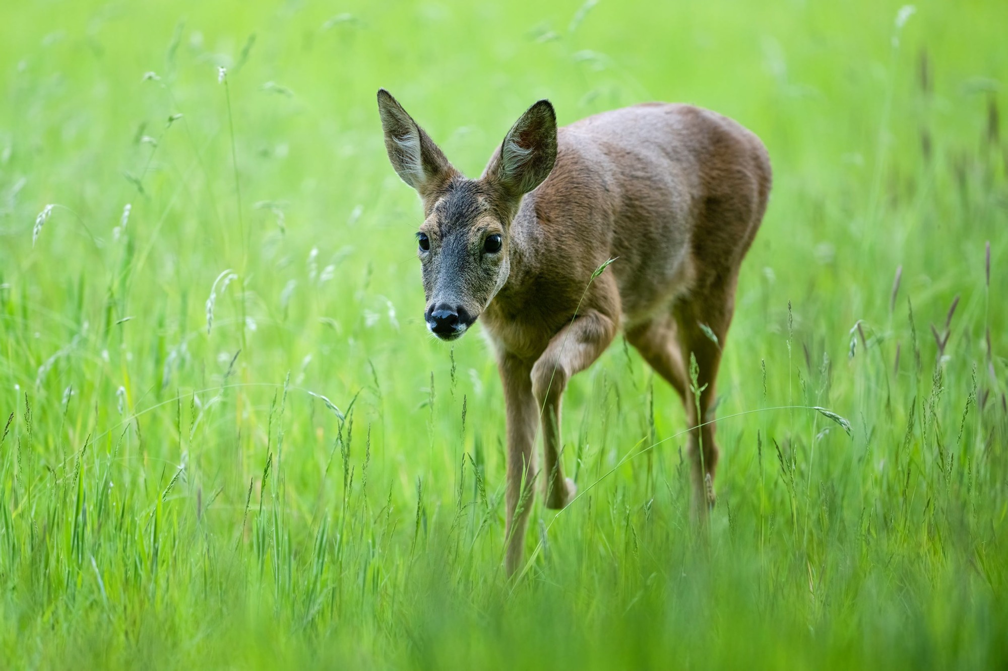 DSC_0964 Roe Deer Doe (6x4).jpg