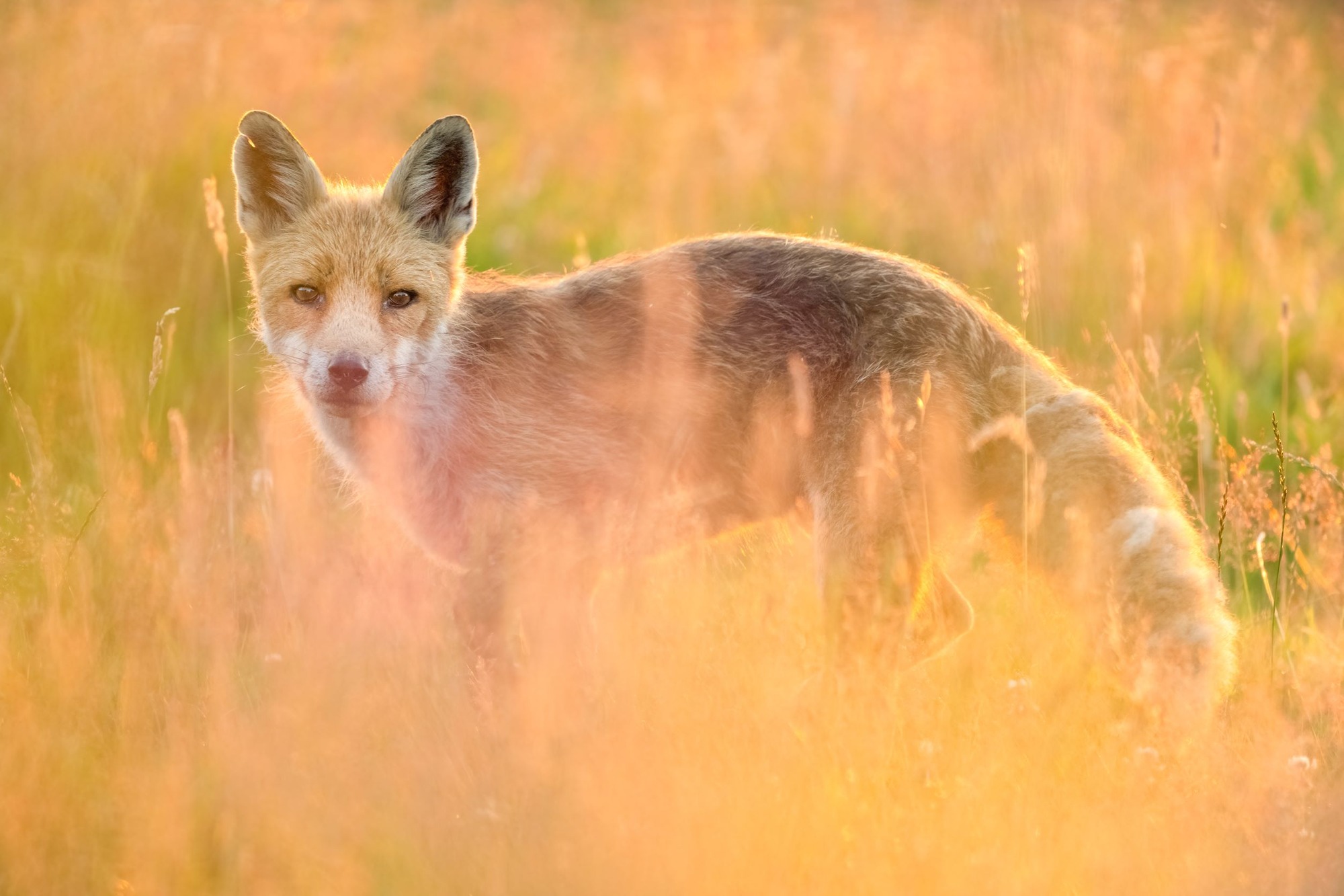 DSC_6619 Backlit Rural Fox (6x4).jpg