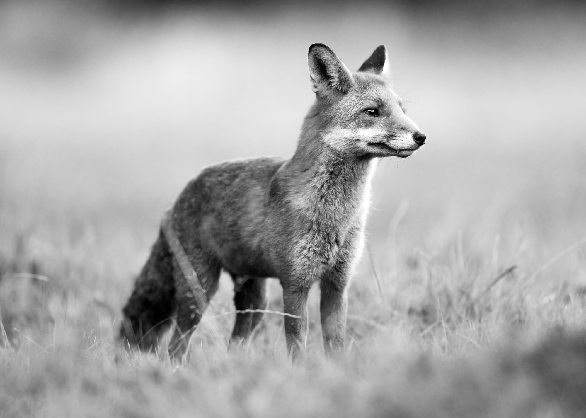 DSC_8815 Fox (7x5 B&W).jpg