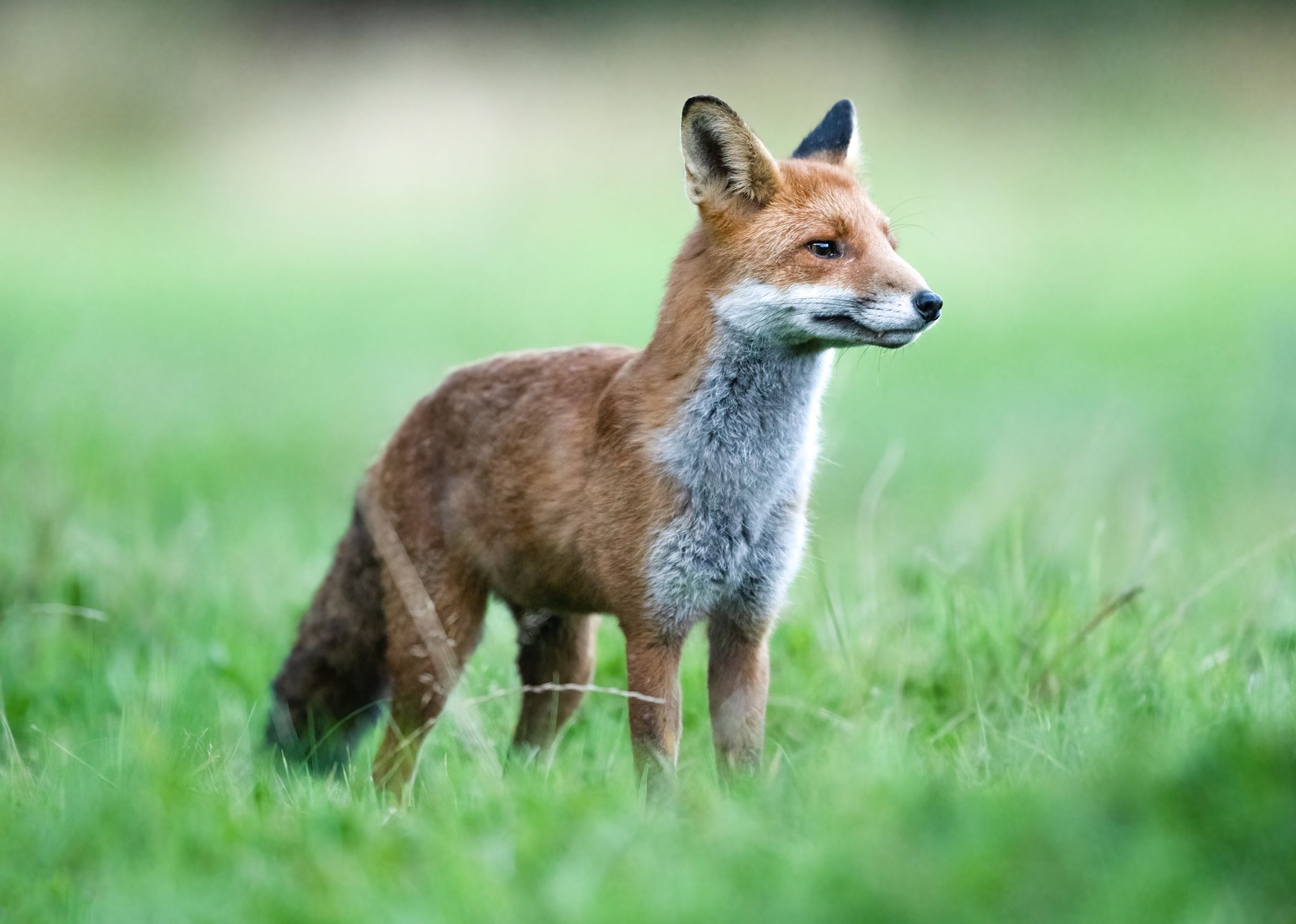 DSC_8815 Fox (7x5).jpg