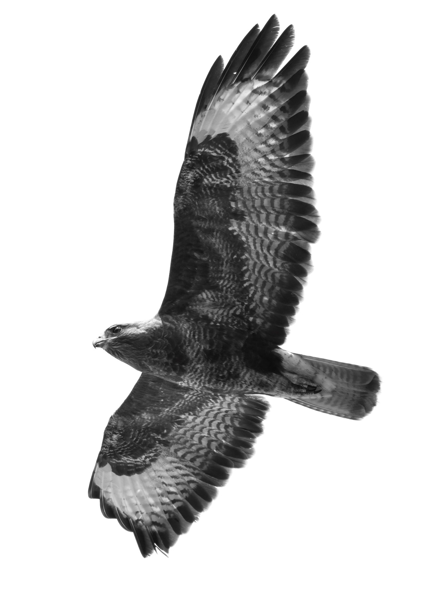 DSC_1885 Buzzard (7x5 B&W Portrait).jpg