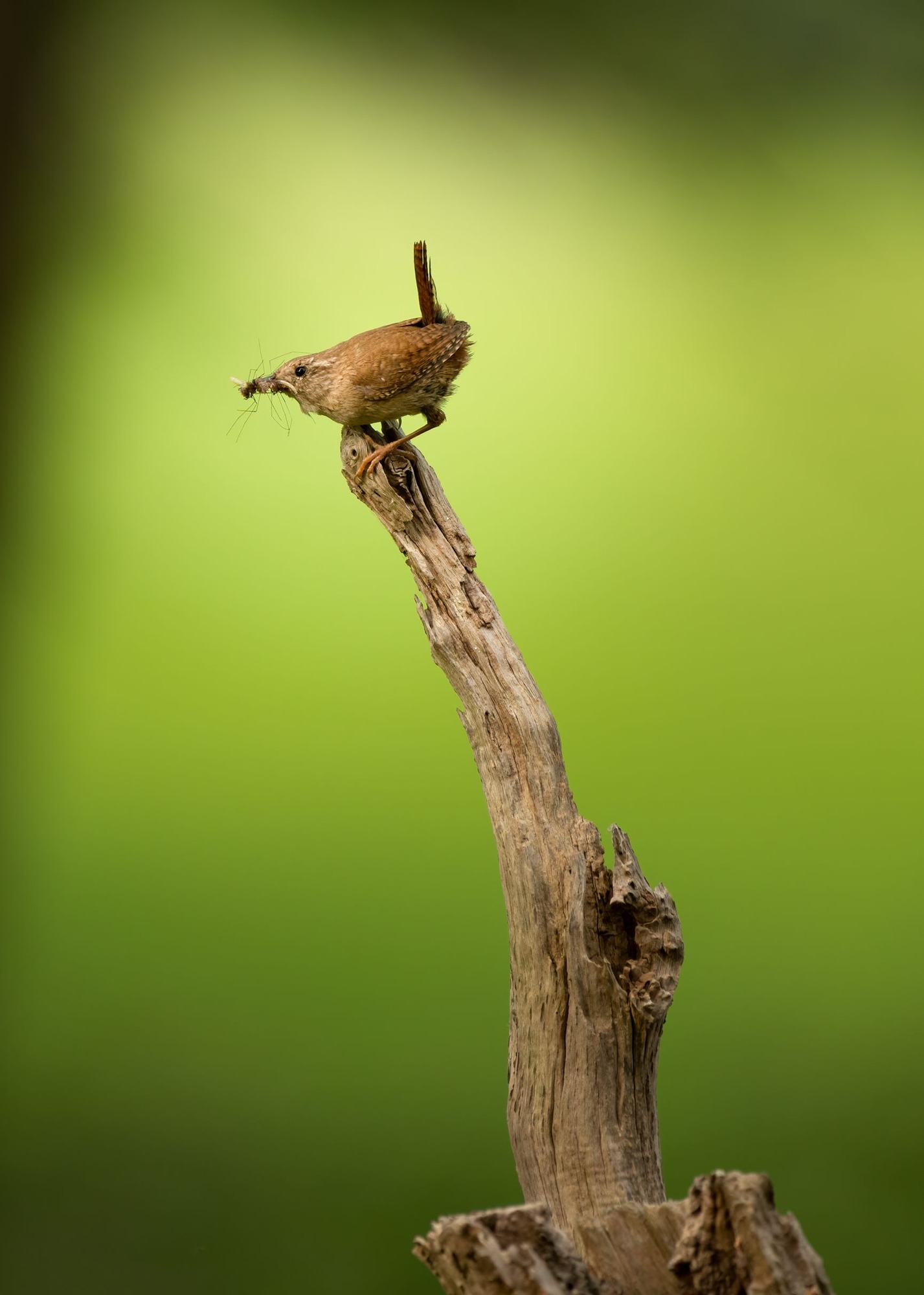 DSC_9160 Wren (7x5 Portrait).jpg