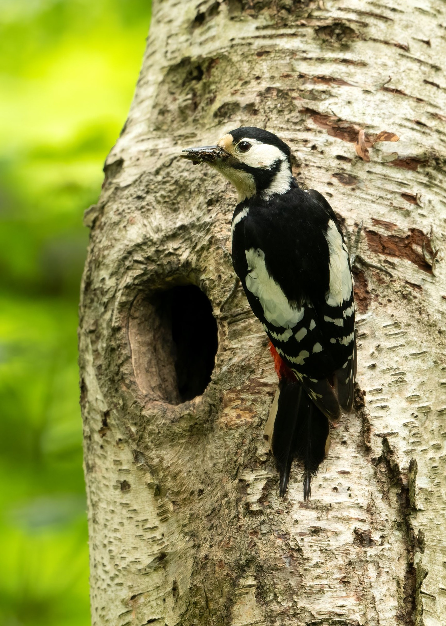 DSC_9692 Great Spotted Woodpecker (7x5 Portrait).jpg