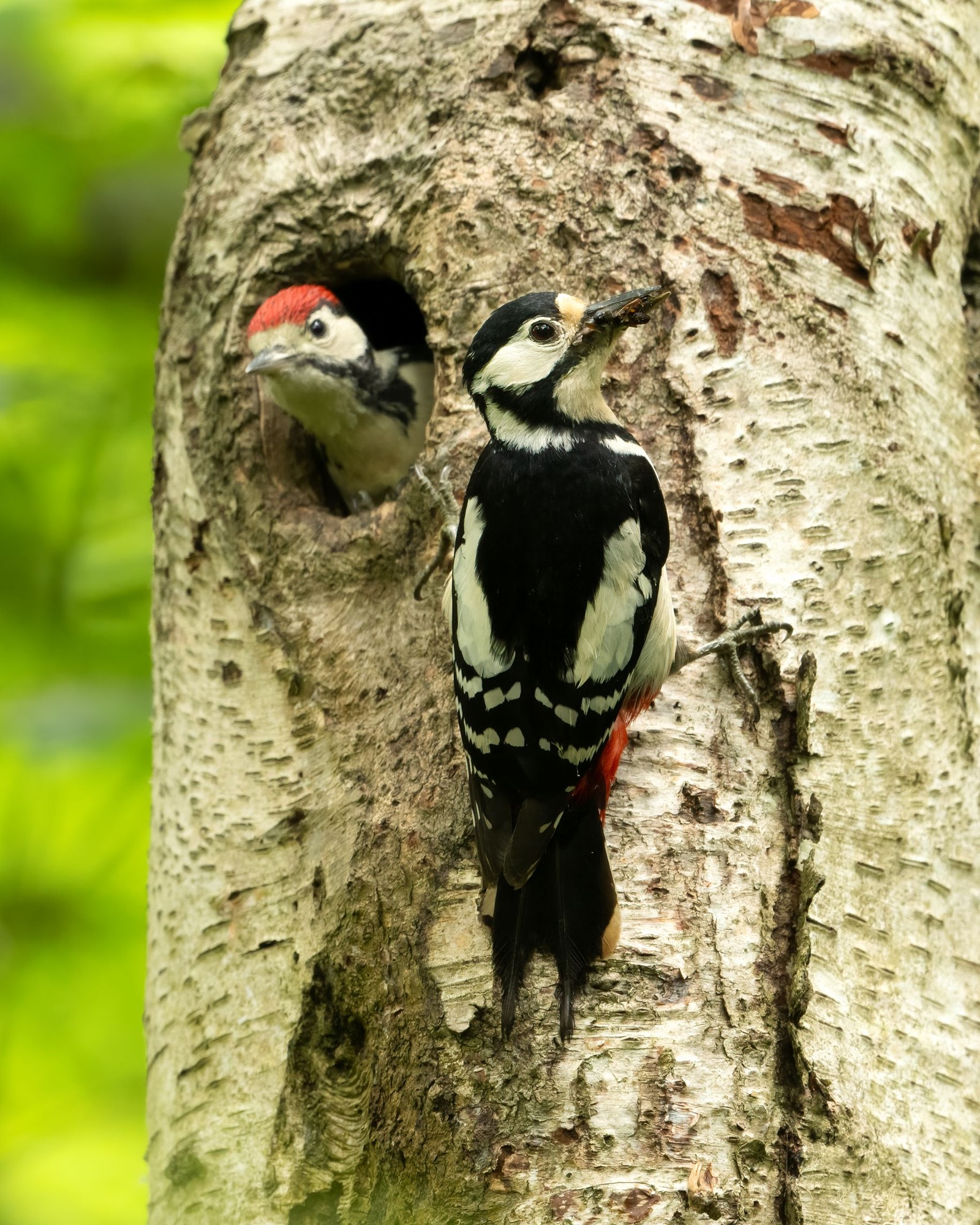 DSC_9728 Great Spotted Woodpecker & Chick (8x10).jpg
