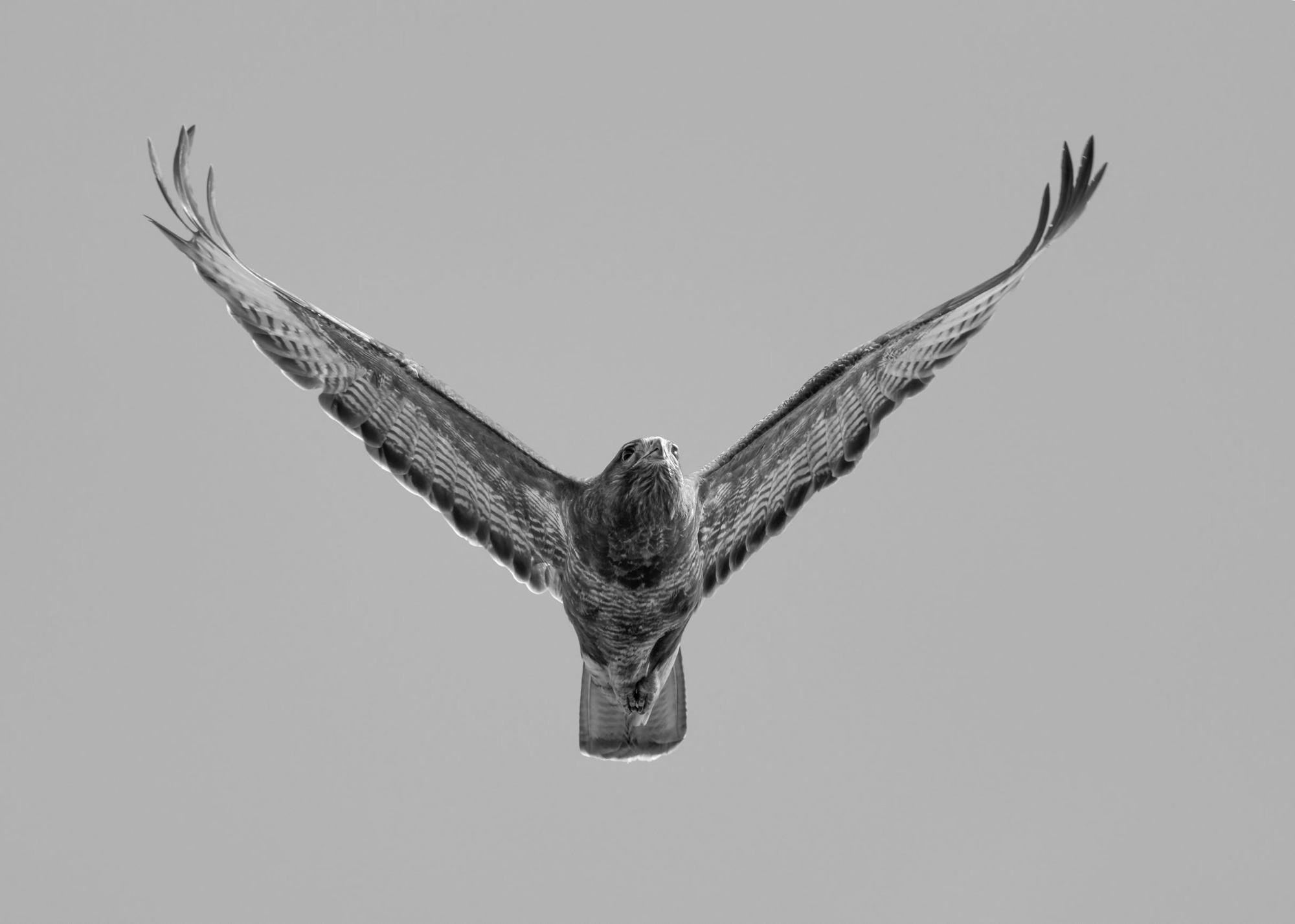 DSC_1848 Buzzard (7x5 B&W).jpg