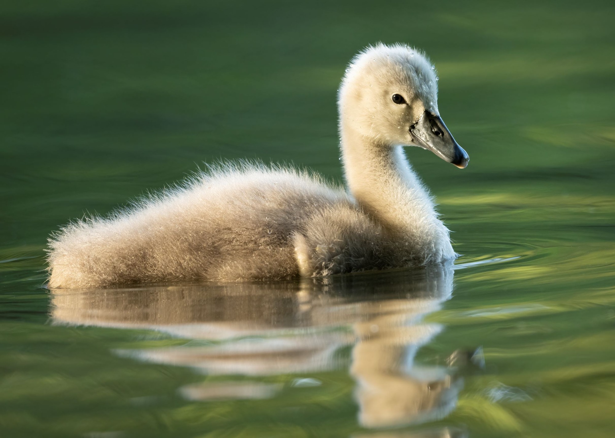 DSC_2944 Cygnet (7x5).jpg
