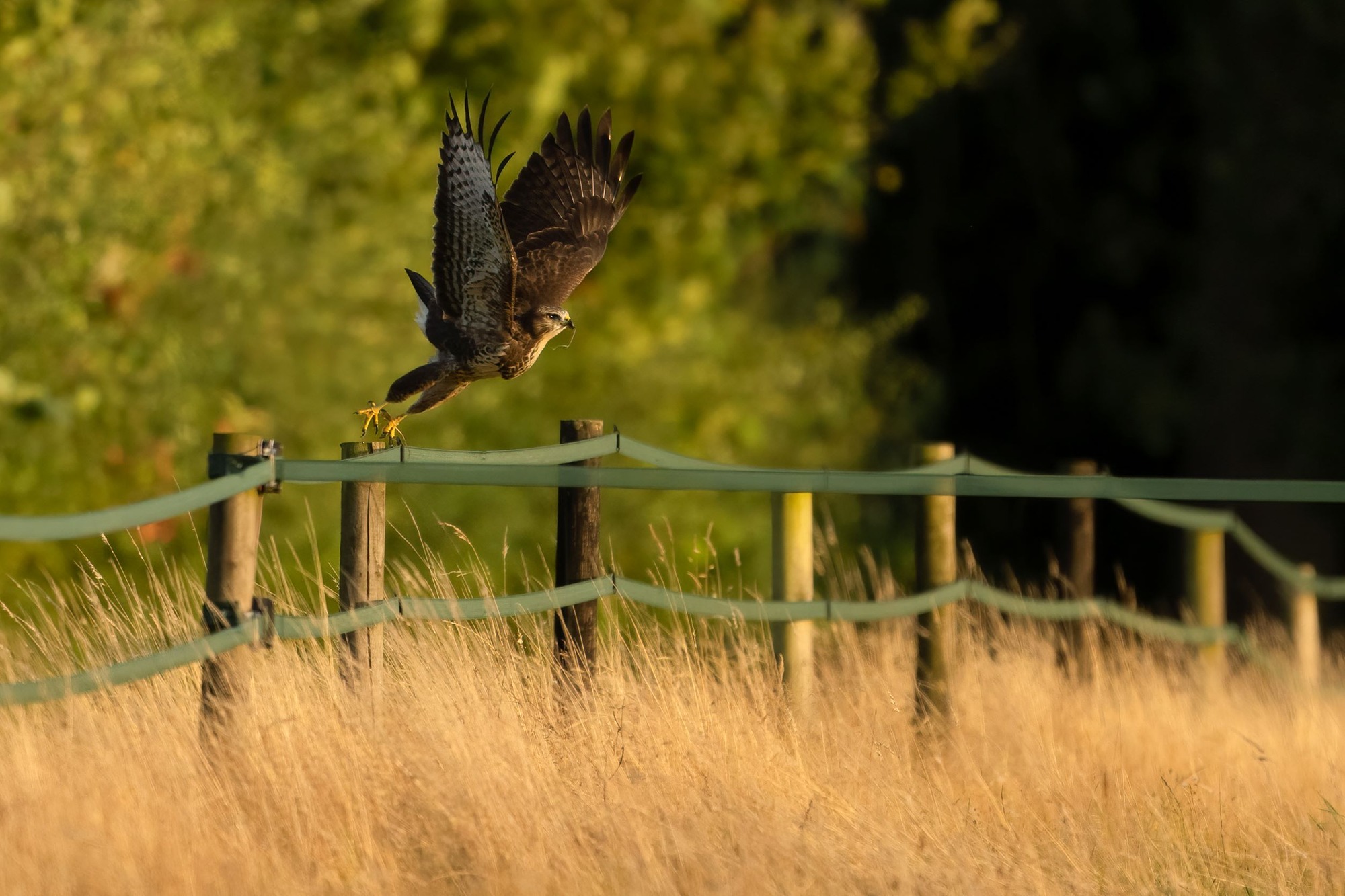 DSC_8445 Adolescent Buzzard Taking Flight (6x4).jpg